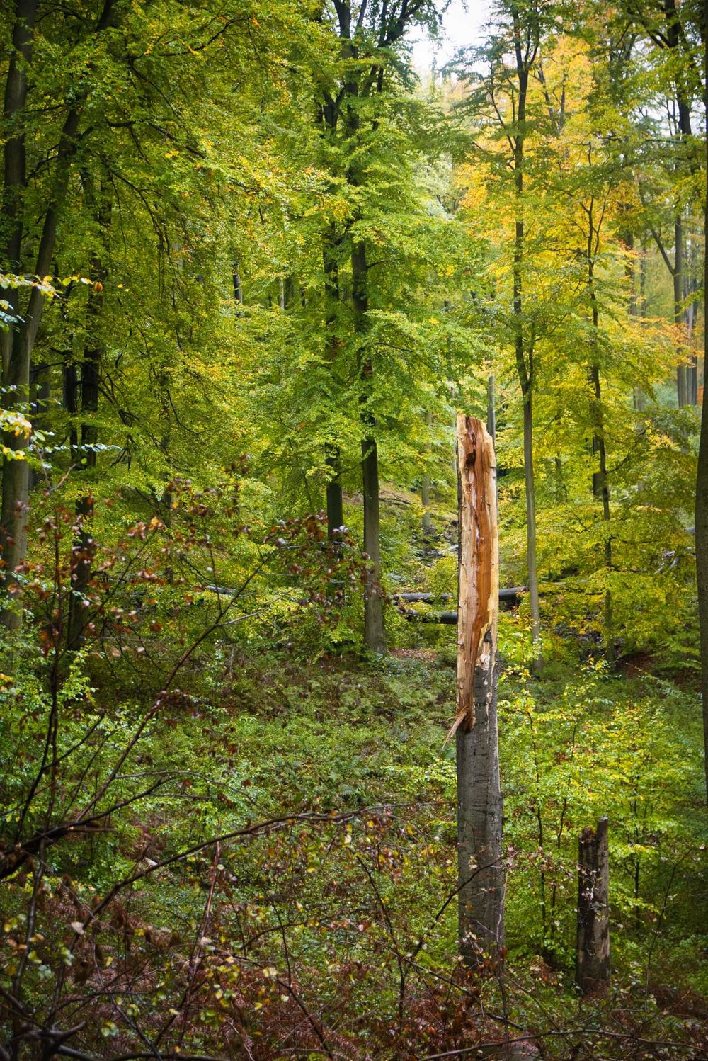 herfstfotografie-zonienwoud-13.jpg