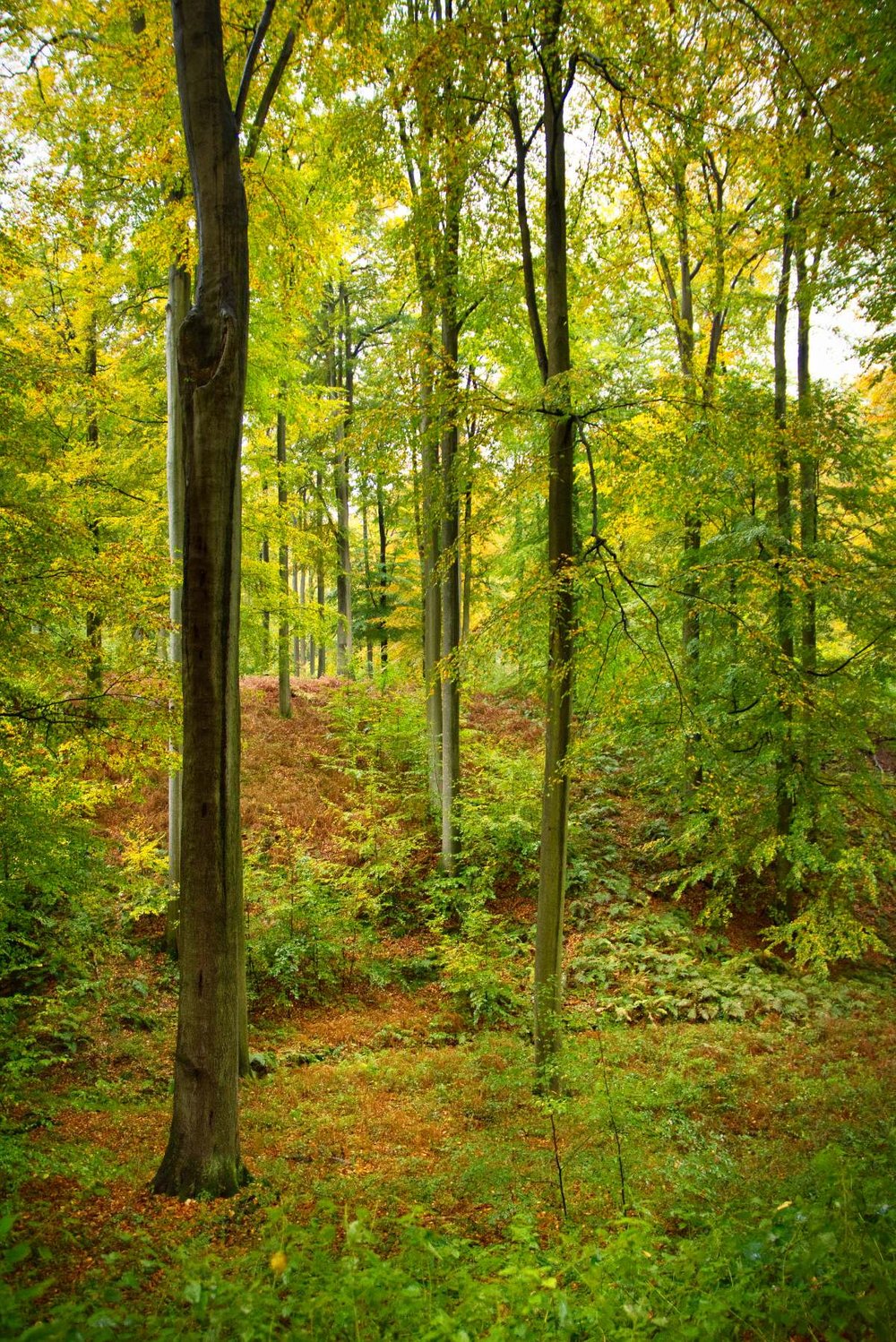 herfstfotografie-zonienwoud-10.jpg