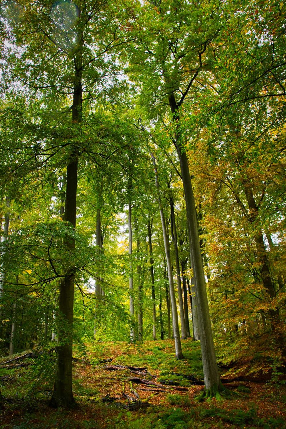 herfstfotografie-zonienwoud-1.jpg