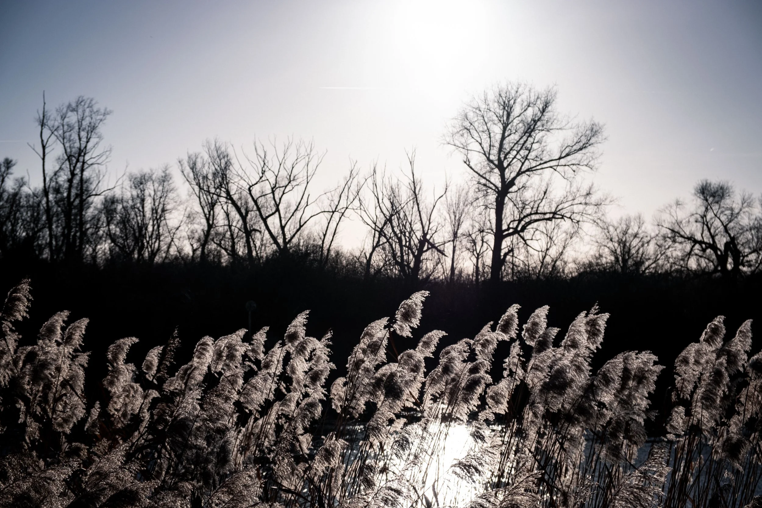 Een winterse wandeling langs de Rupel: van Boom tot Terhagen en terug