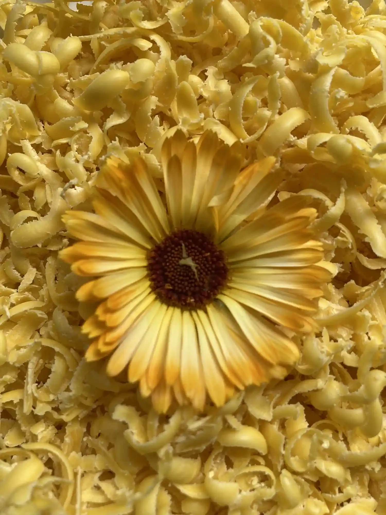 yellow calendula blossom on local beeswax