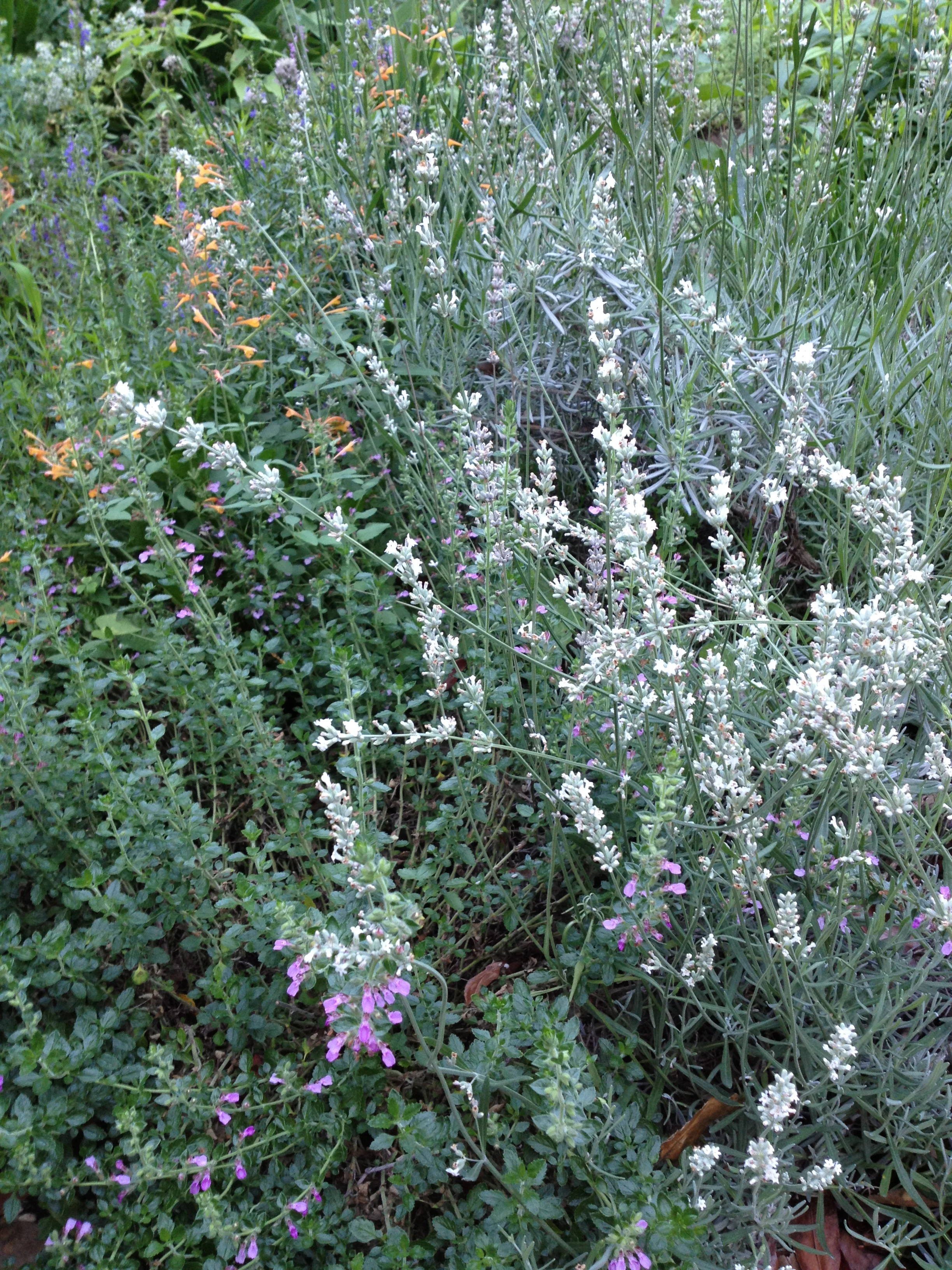 lavender plant growing in the garden