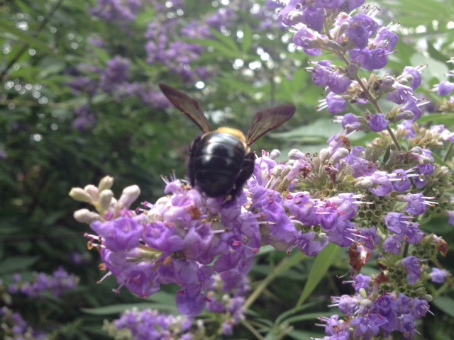 purple flowers with bee