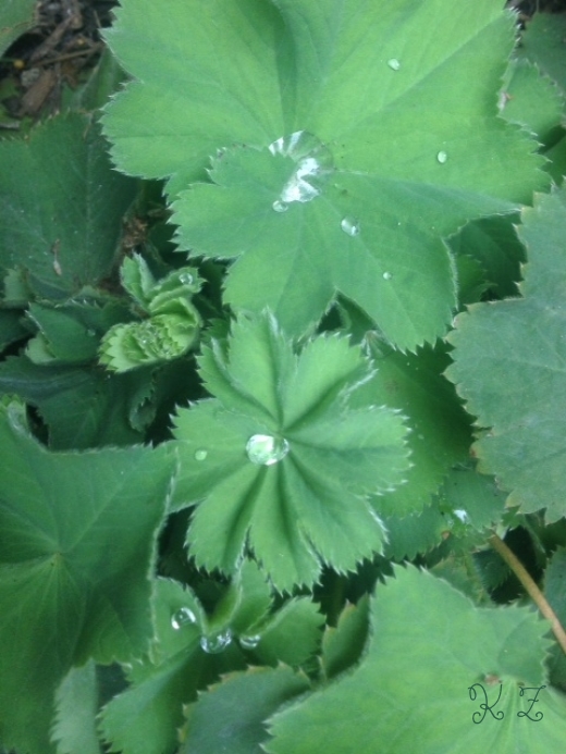  Lady's Mantle&nbsp; 