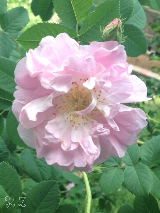  Damask rose, Celsiana 