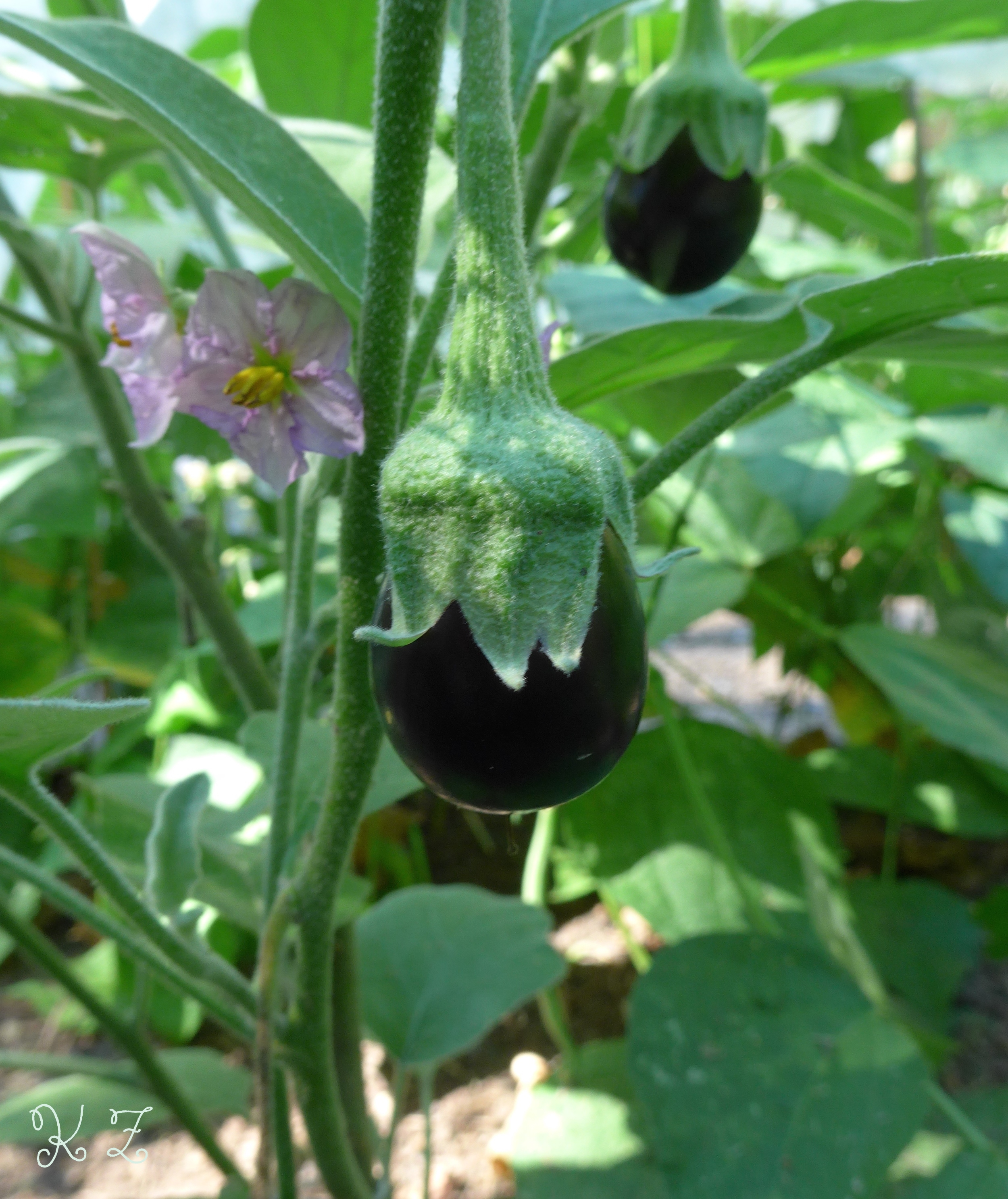 eggplant 'ophelia'.jpg