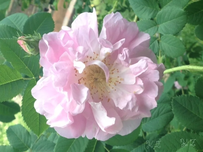 damask rose, celsiana