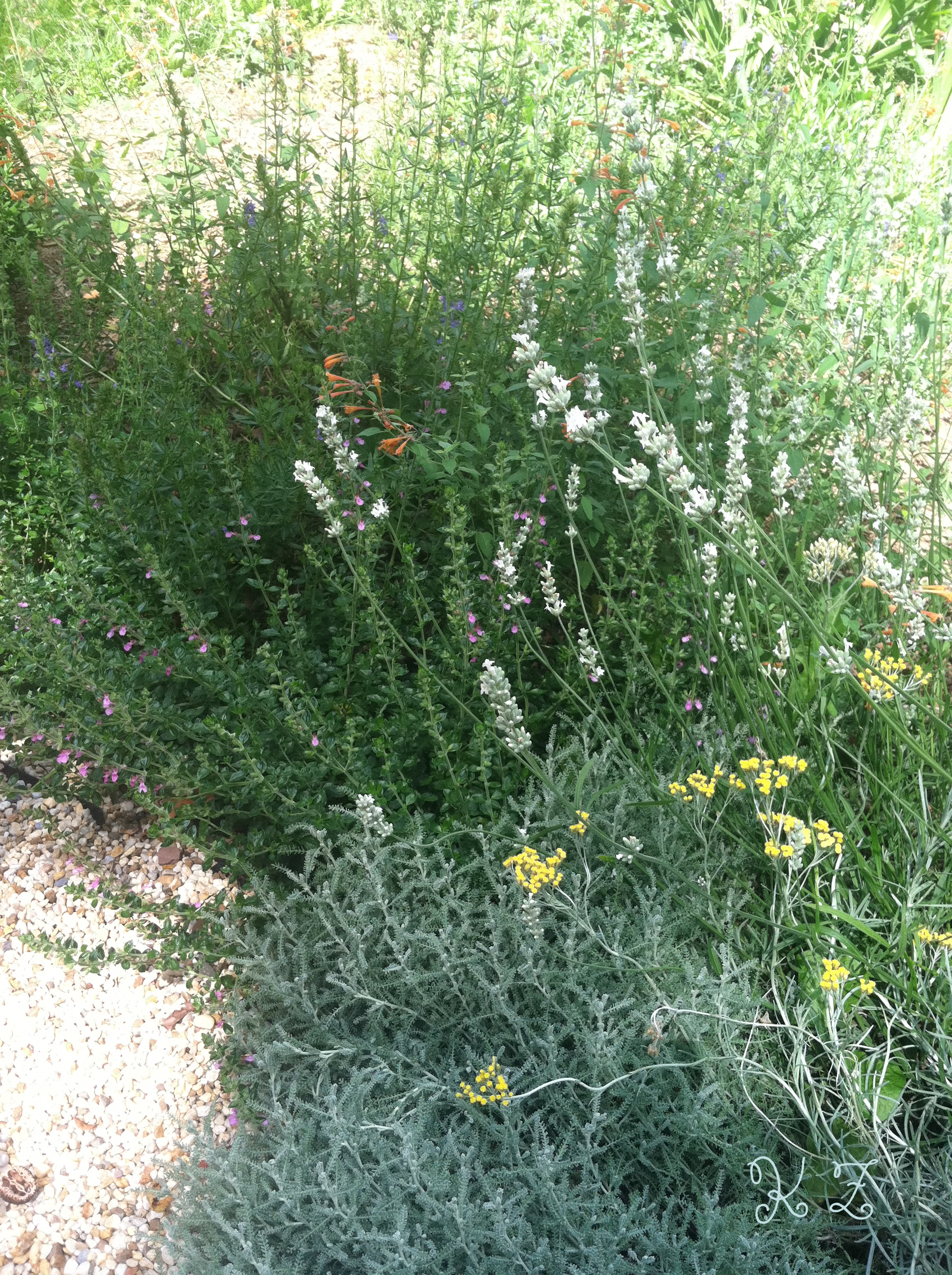background to foreground: hyssop, coral nymph salvia, germander, white lavender & curry plant