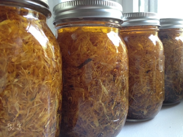 calendula inf. in jars.jpg