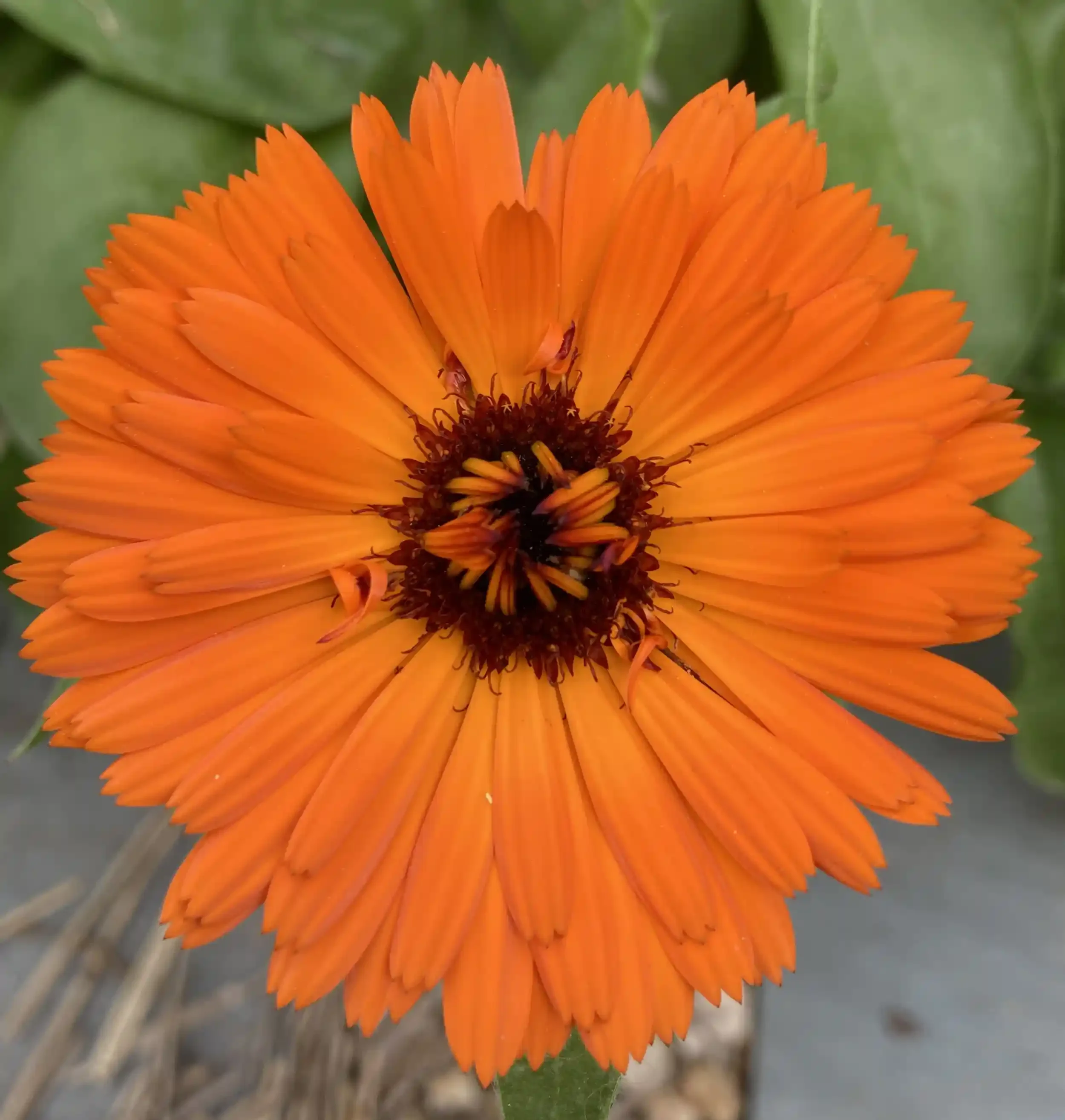 orange calendula flower