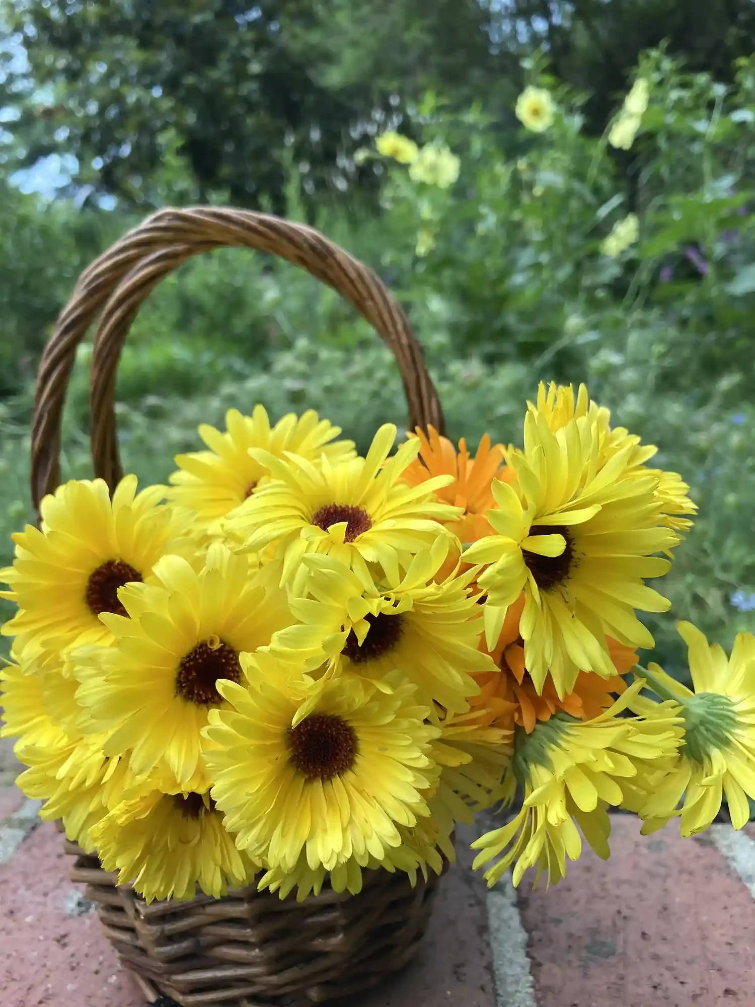 yellow calendula flowers in a wooden basket