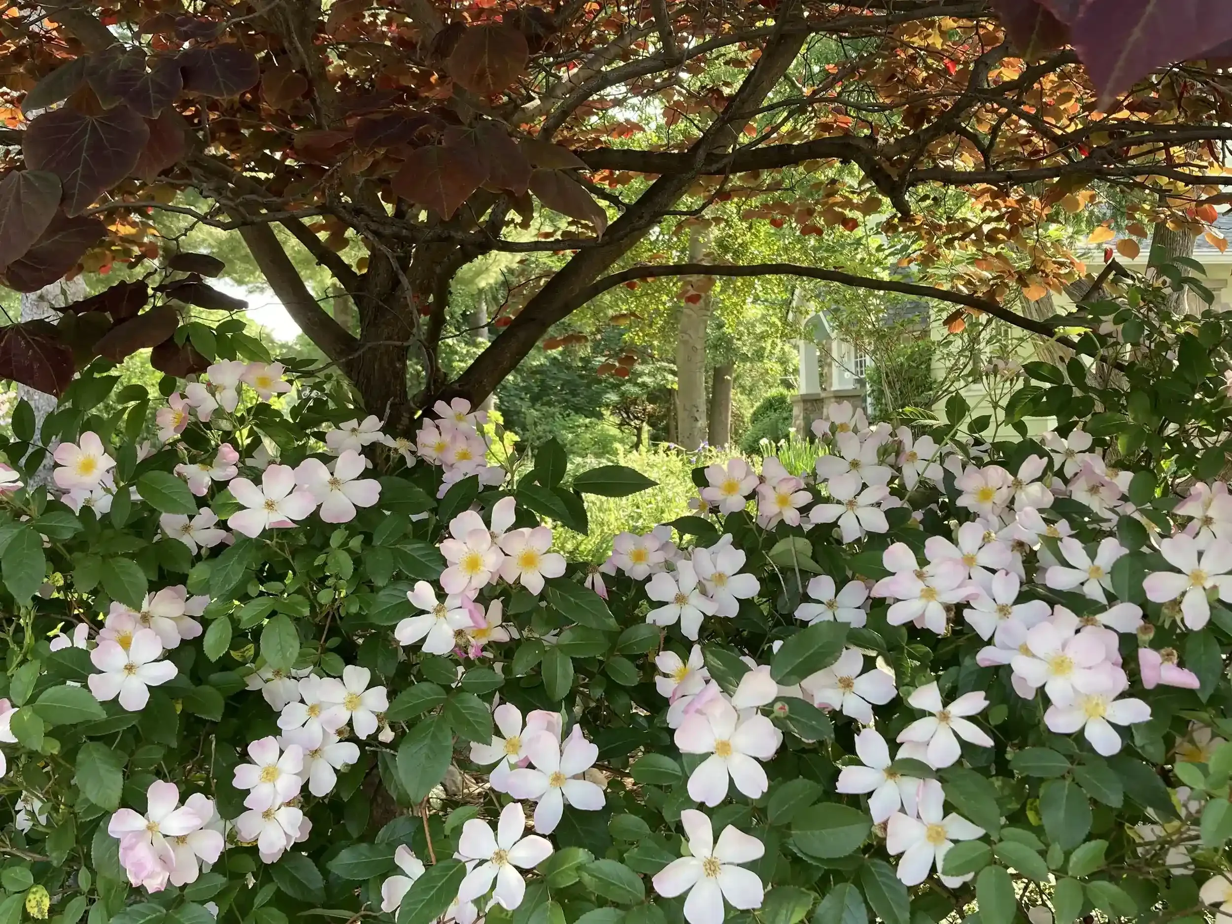 flowering shrub with white and pink flowers