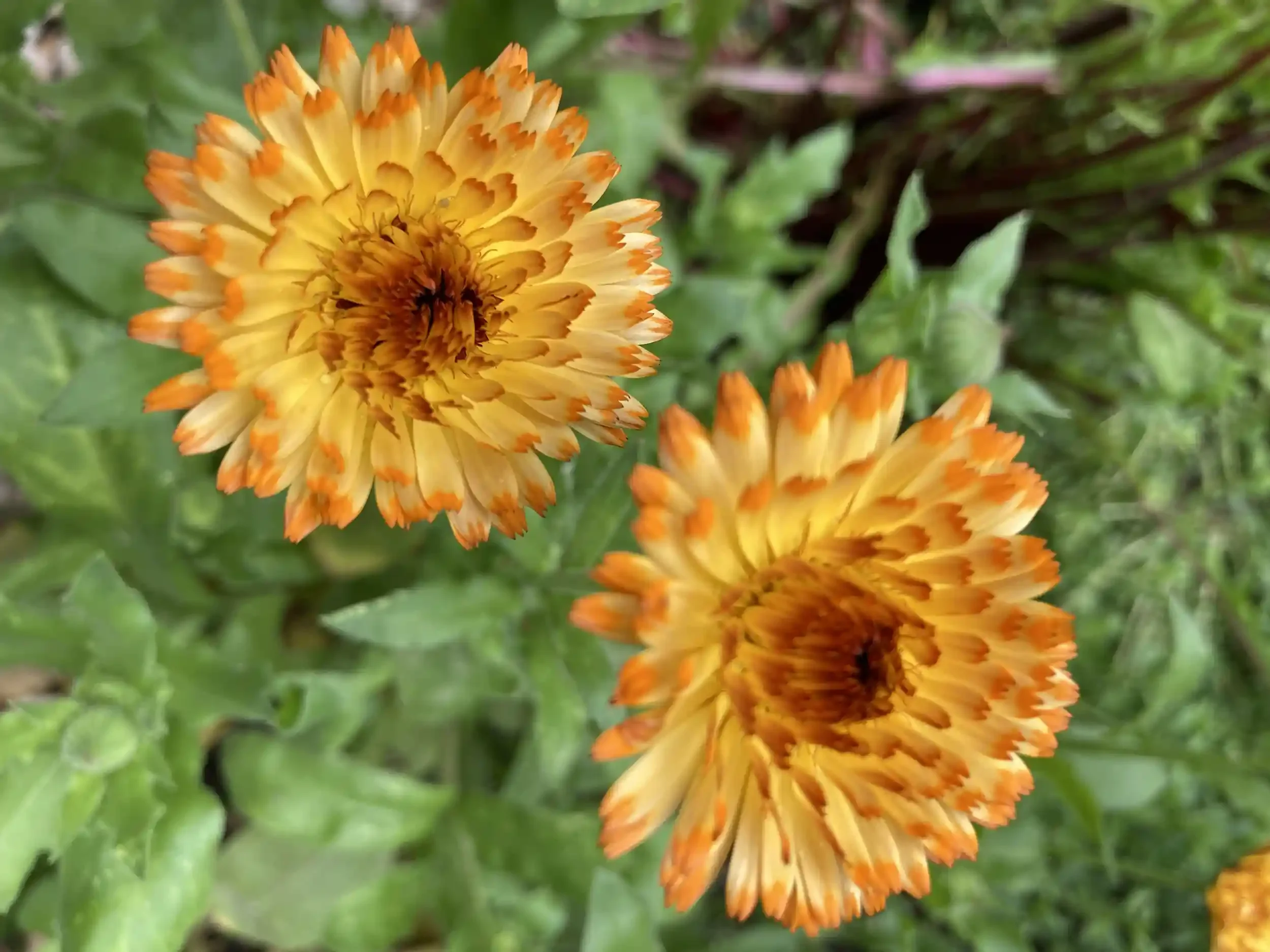 orange and yellow flowers