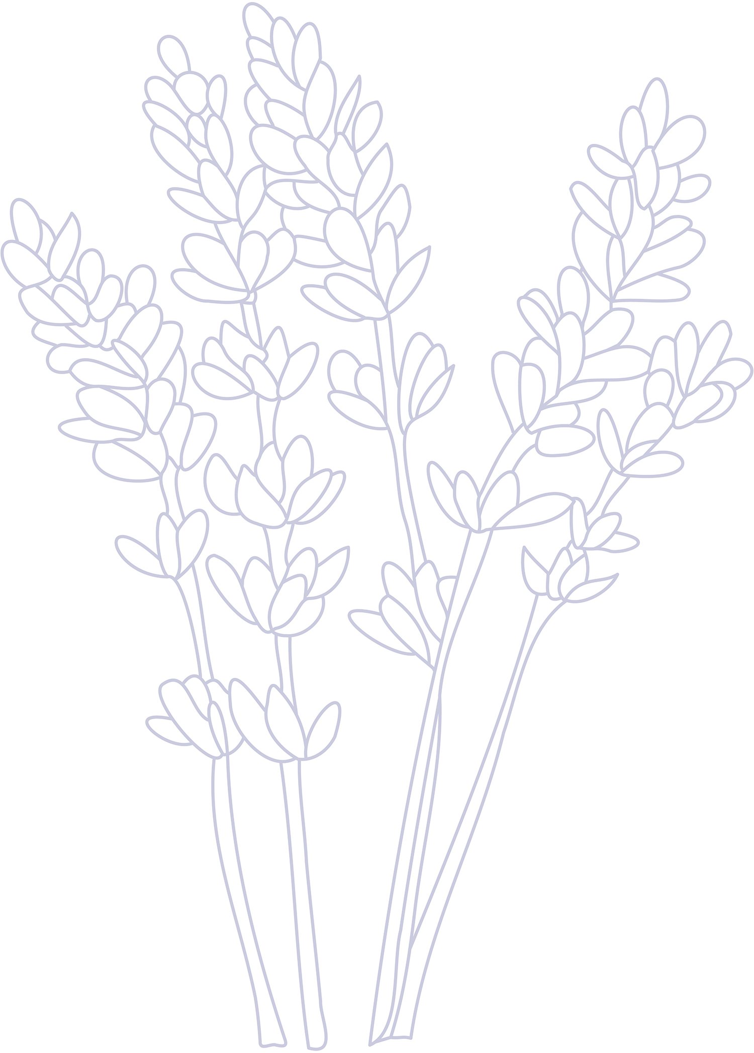 lavender plant