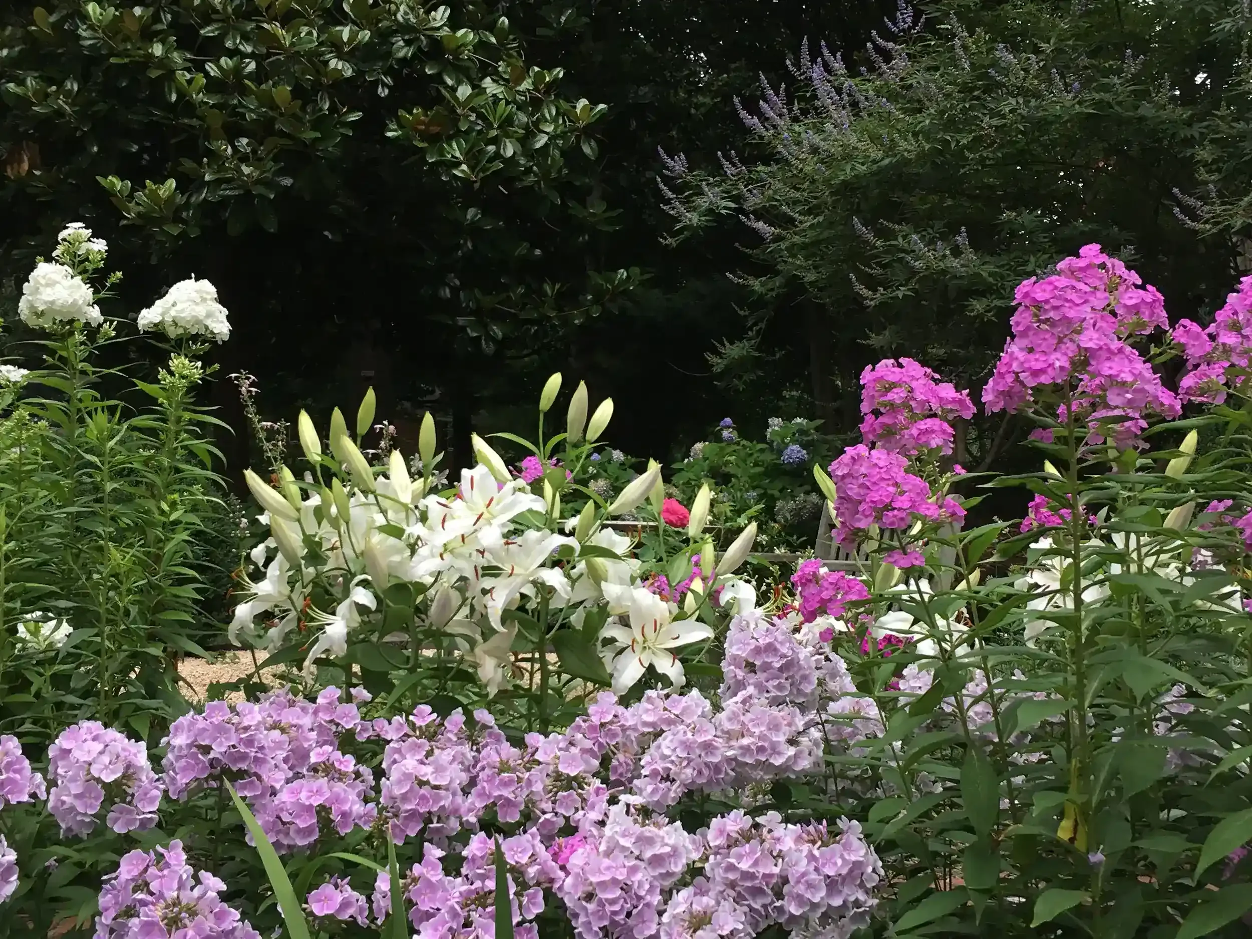 lilies phlox rose and vitex plants
