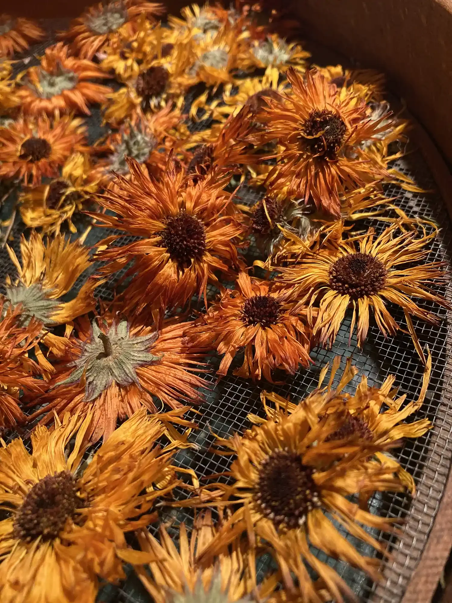 dried calendula blossoms