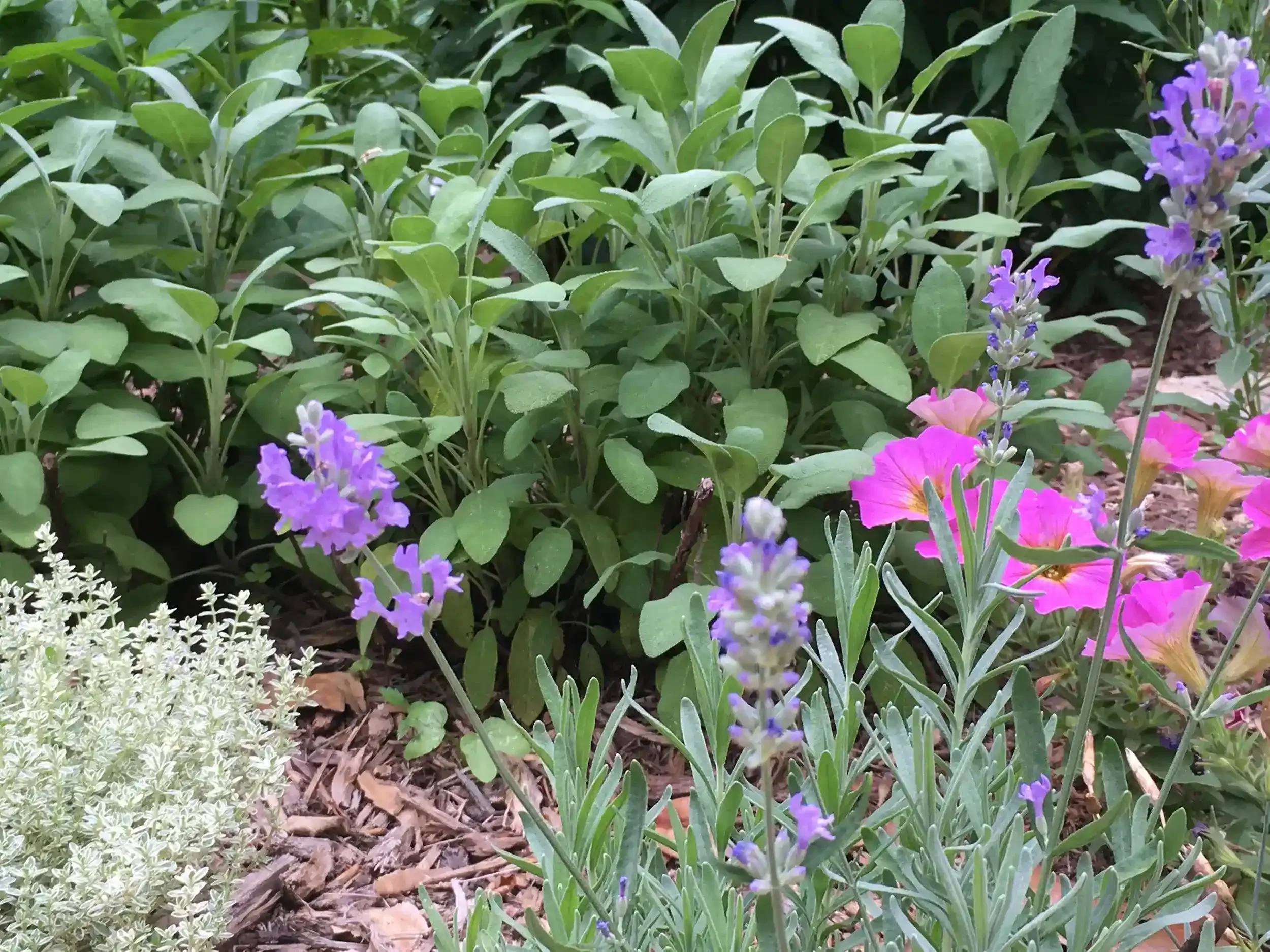 sage lavender thyme plants