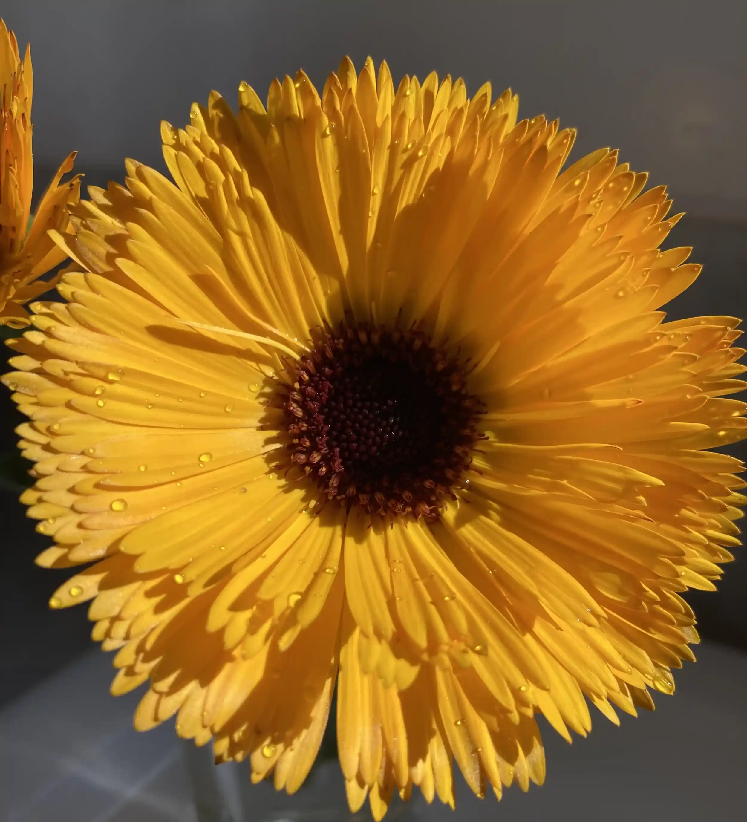 yellow calendula flower