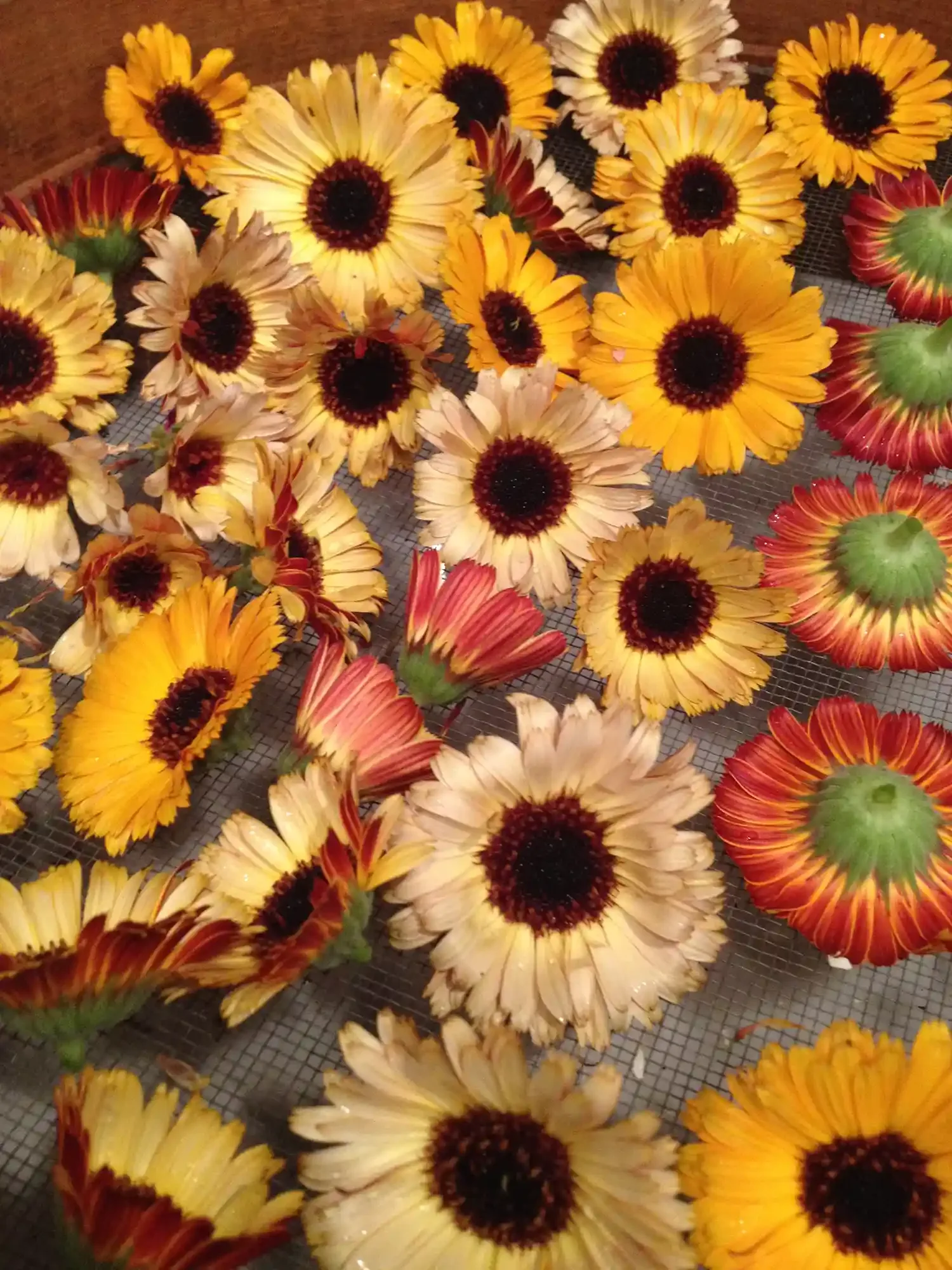 freshly picked calendula blossoms