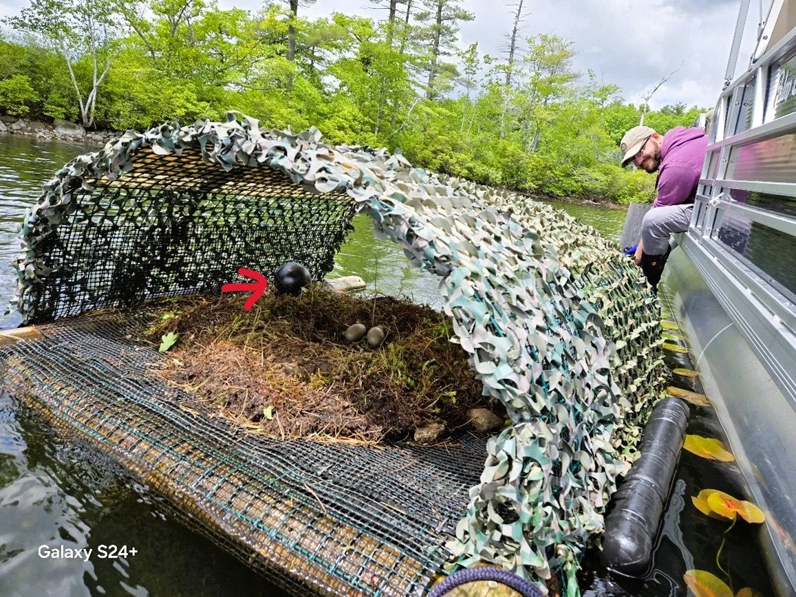 2026 Canobie Loon Update: not so good