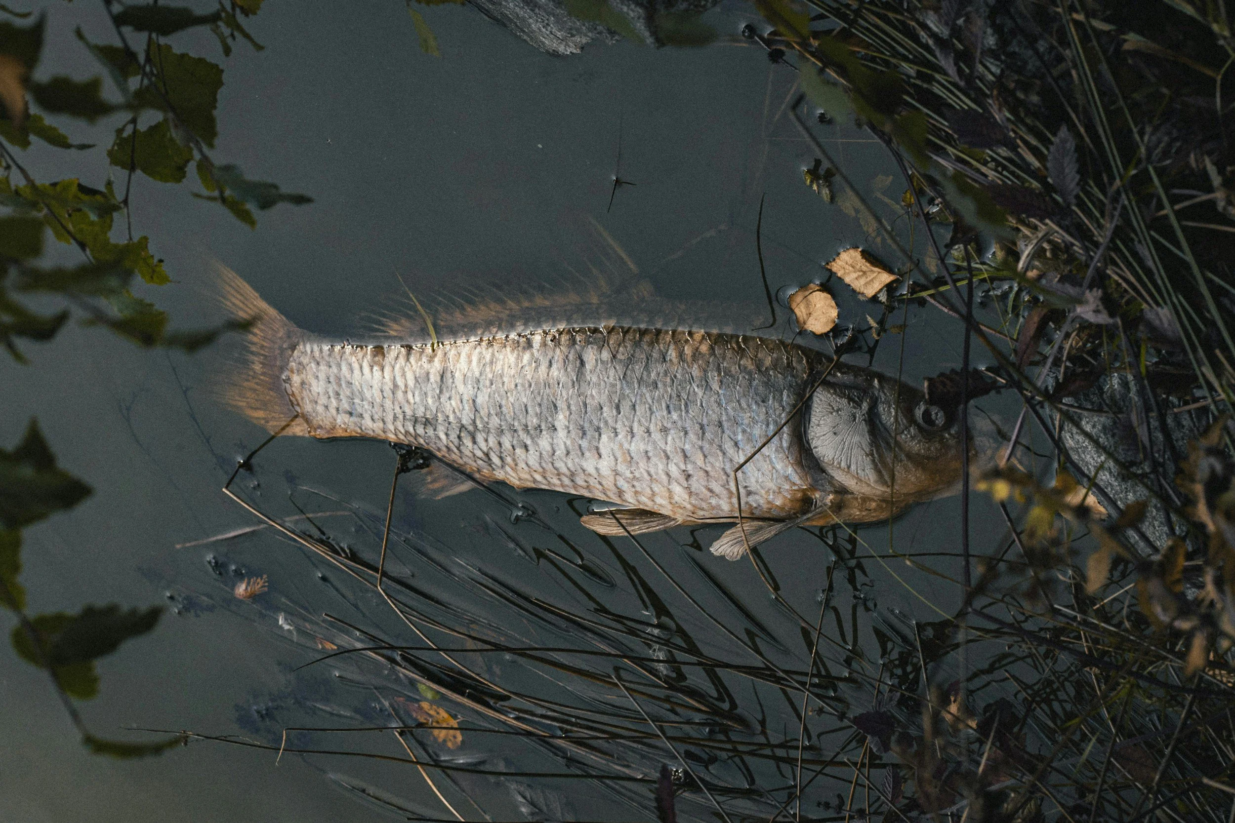 Natural post-spawn fish die-offs