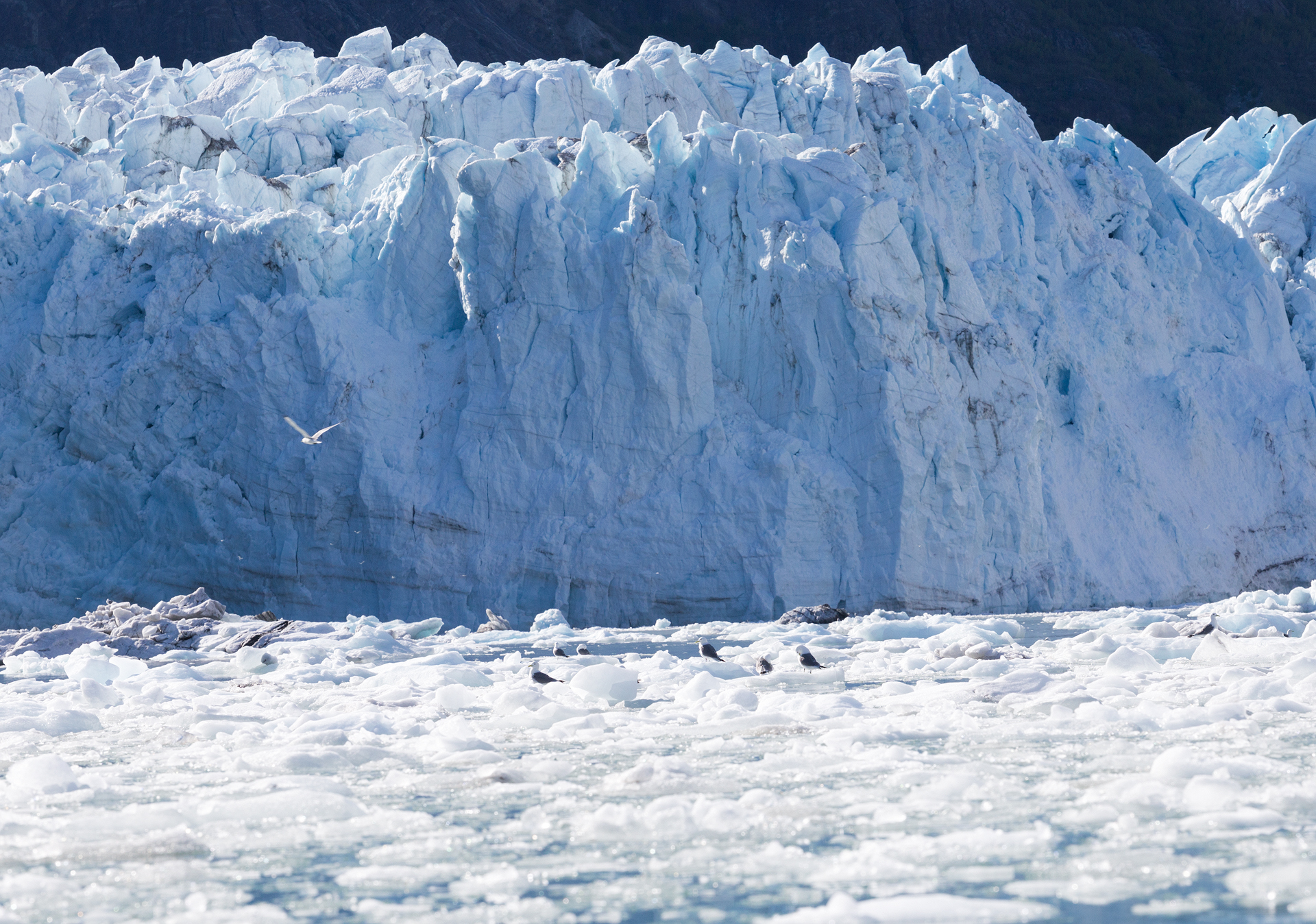 Glacier Bay National Park West Arm Kayaking Camping Trip-70.jpg