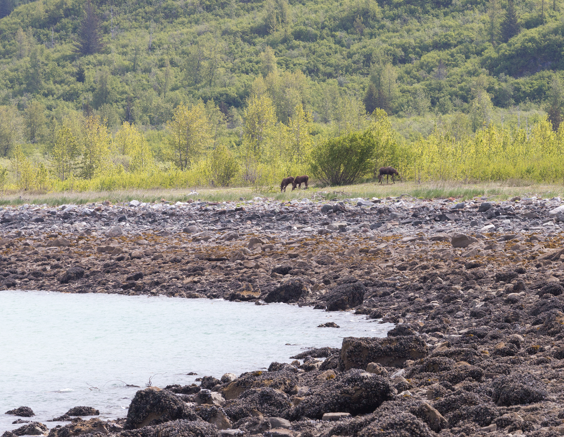 Glacier Bay National Park West Arm Kayaking Camping Trip-80.jpg