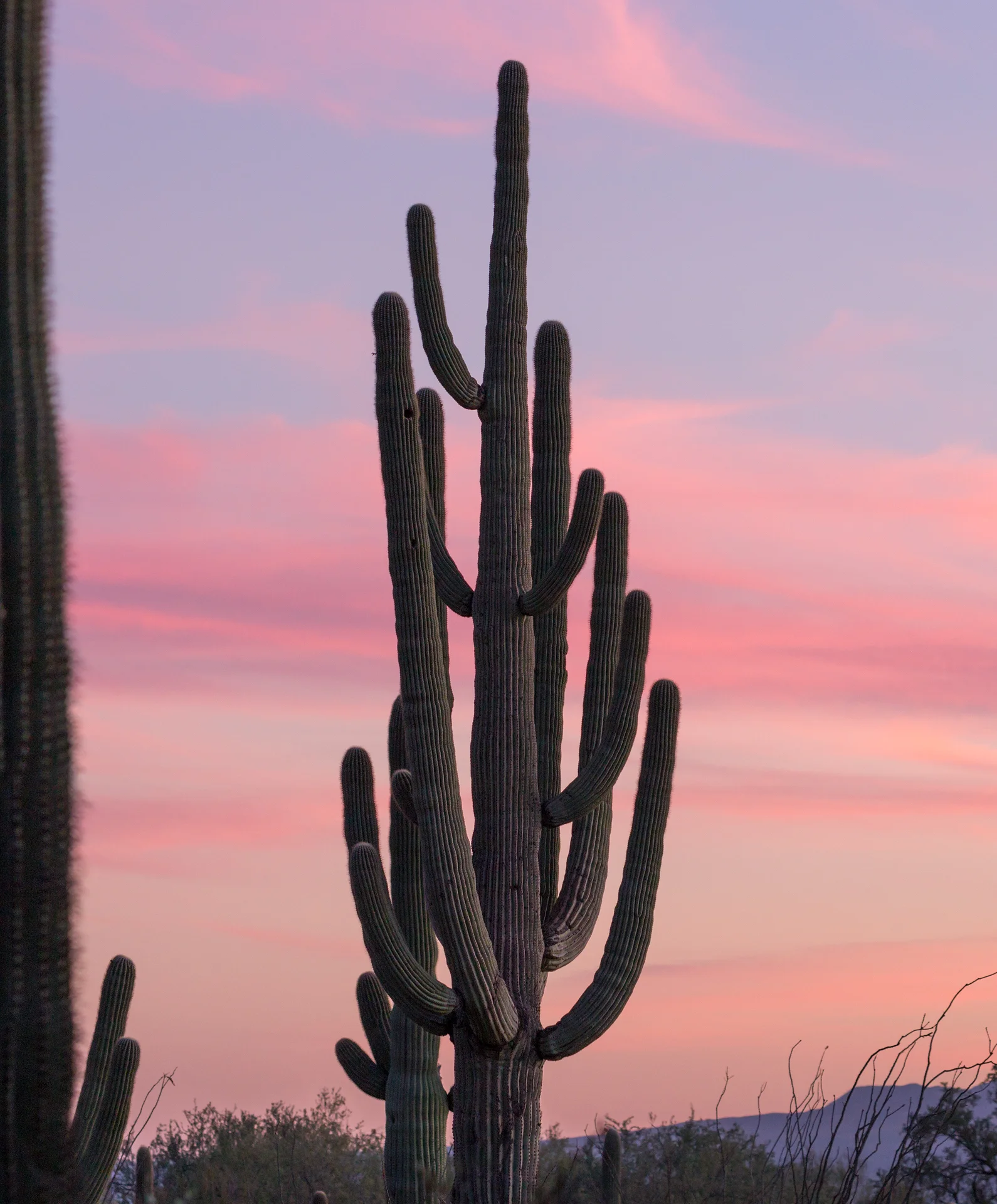 Saguaro National Park --2.jpg