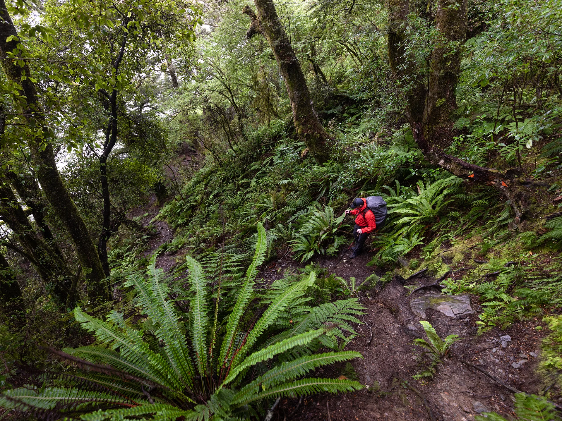Gillespie Track New Zealand.jpg