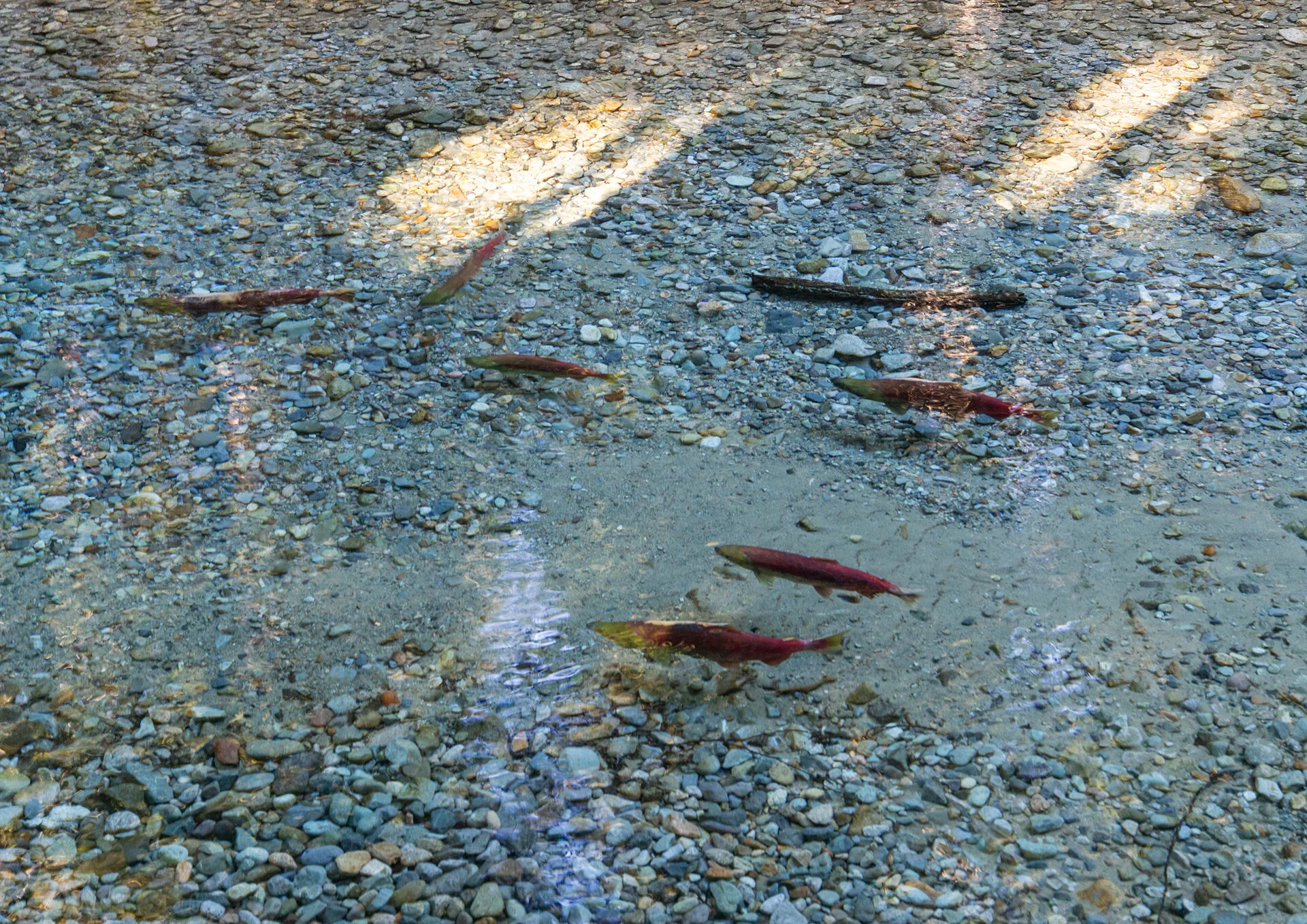 Wild salmon in the Chilliwack River