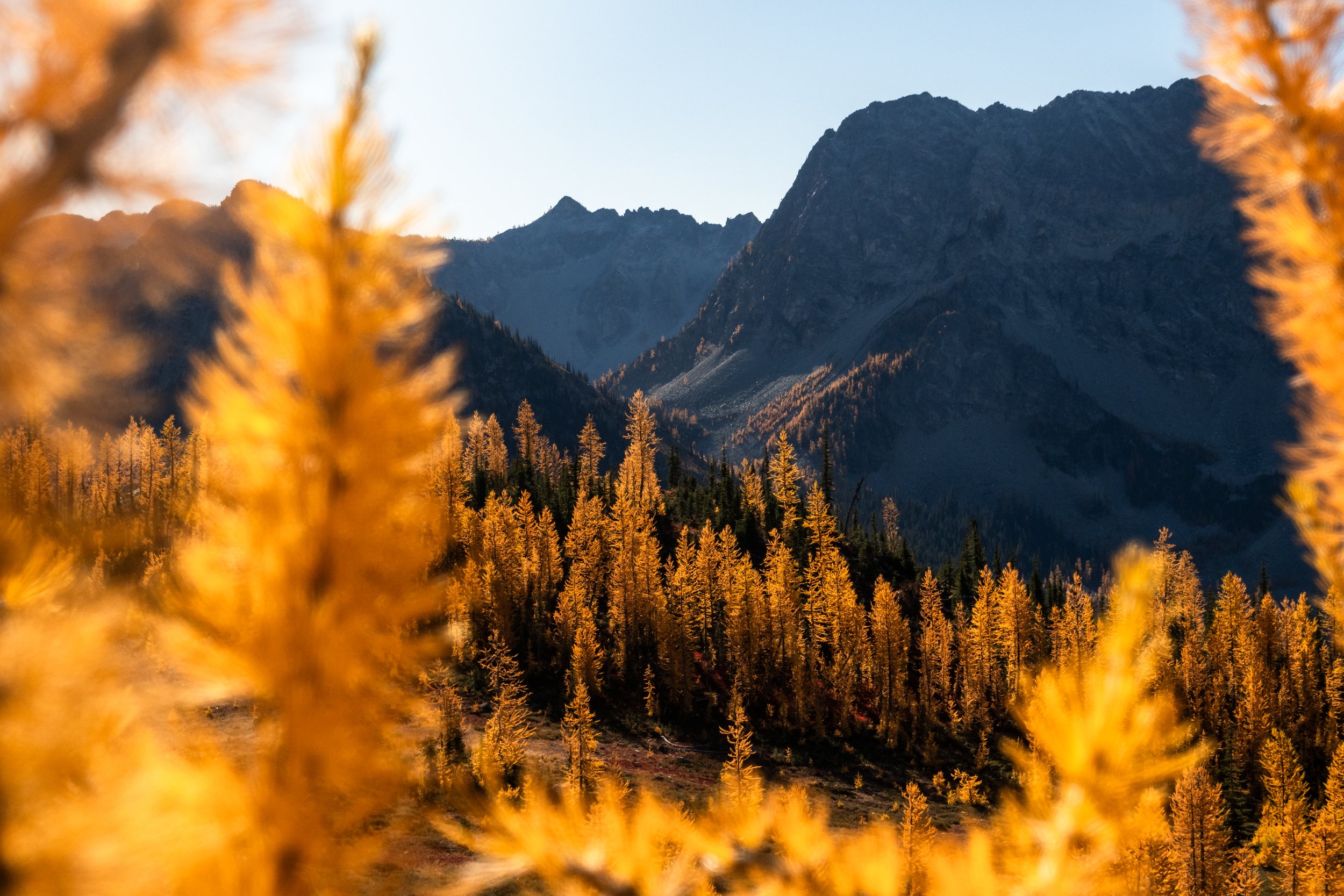larch framing.jpg