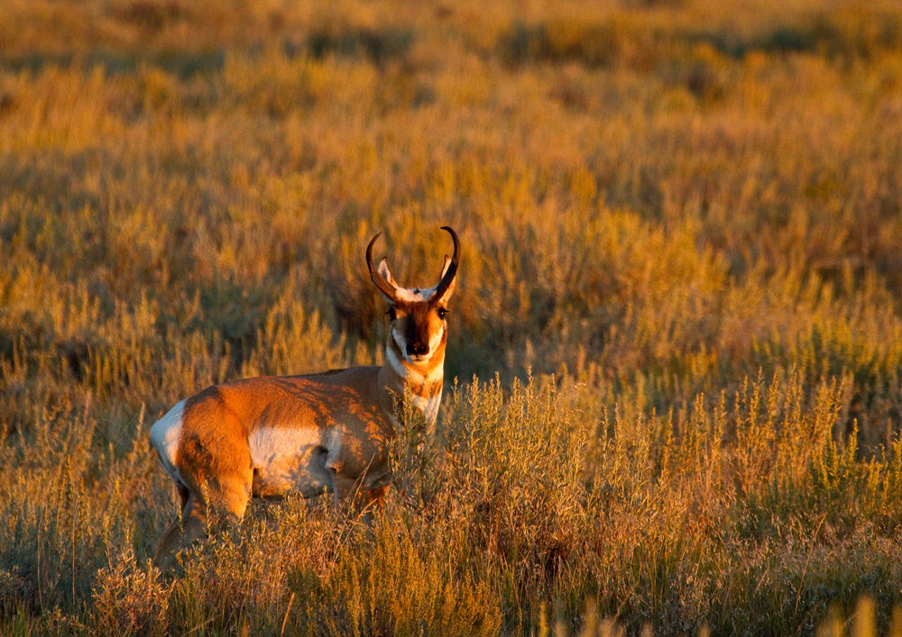 Pronghorn_buck_dennis_lingohr.jpg