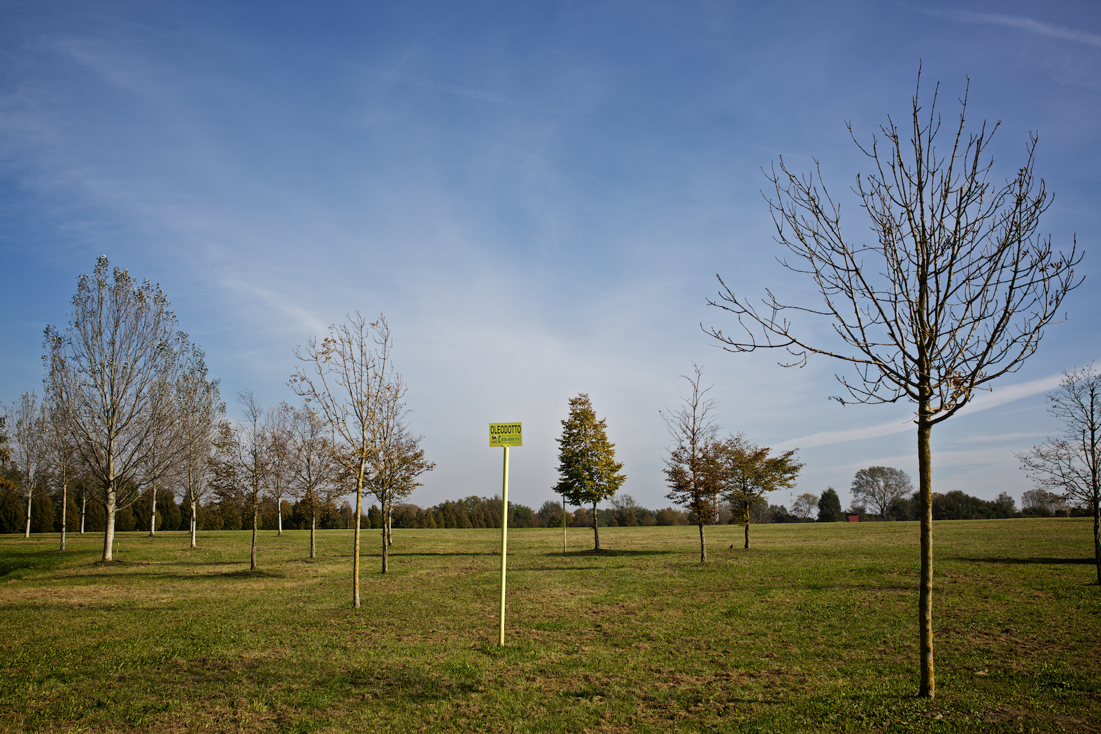  In alcune zone del parco di San Giuliano gli alberi non crescono a causa della presenza nel terreno di agenti contaminanti. Parco San Giuliano (Mestre) Novembre 2014. 