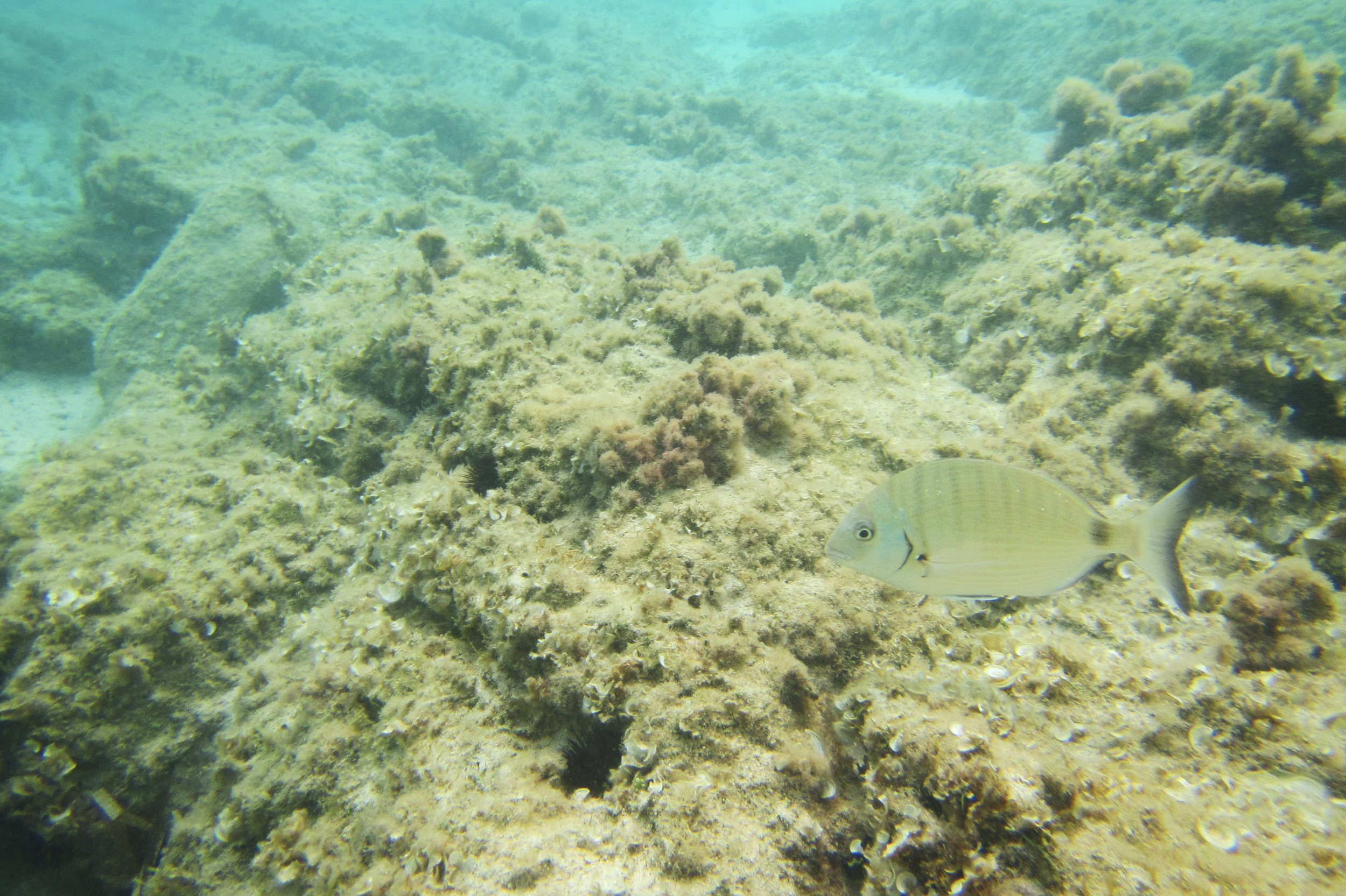  Porto Torres, settembre 2014. L’inquinamento marino provoca danni all’intero ecosistema acquatico e rientra nella catena alimentare dell’uomo attraverso il consumo di pesce. 