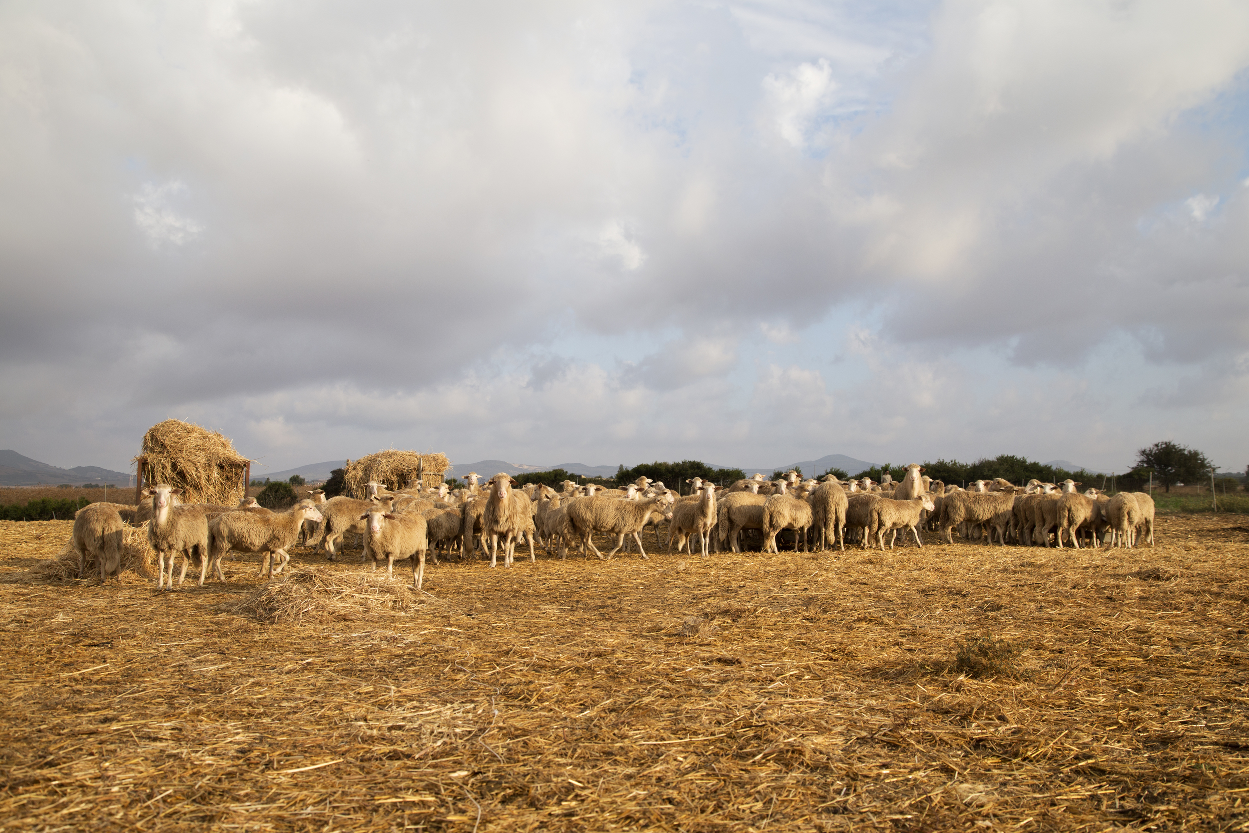  Sulla strada dei due mari, che collega Porto Torres a Olmedo, 2014. Pecore per la produzione di latte e formaggi di un’azienda che non ha aderito alla contrattualizzazione dei suoi terreni per la produzione di biomasse erbacee. 