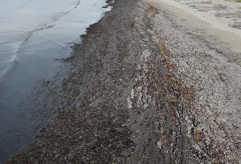 Tratto di spiaggia nell'area di Micorosa.
