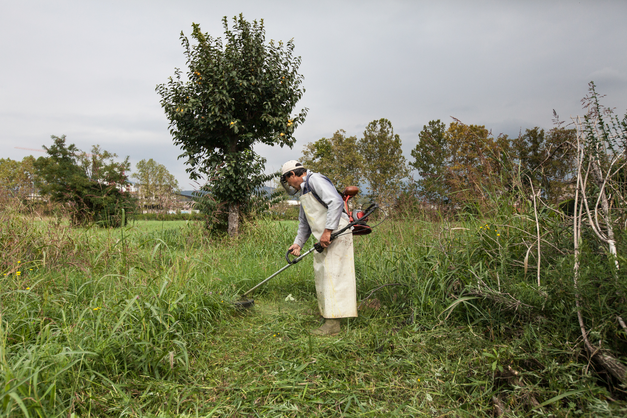  Un agricoltore taglia l'erba del suo terreno, nonostante le ordinanze comunali vietino il contatto diretto con il terreno.Brescia / Italia. Ottobre 2013 