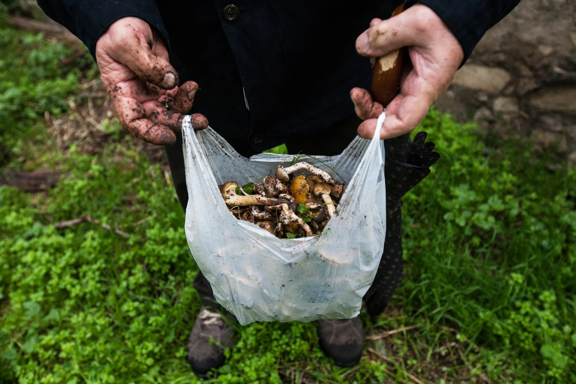Un uomo raccoglie i funghi in un prato adiacente all'azienda Caffaro. Molti cittadini bresciani non sono a conoscenza del problema oppure lo sottovalutano.Brescia / Italia. Ottobre 2013