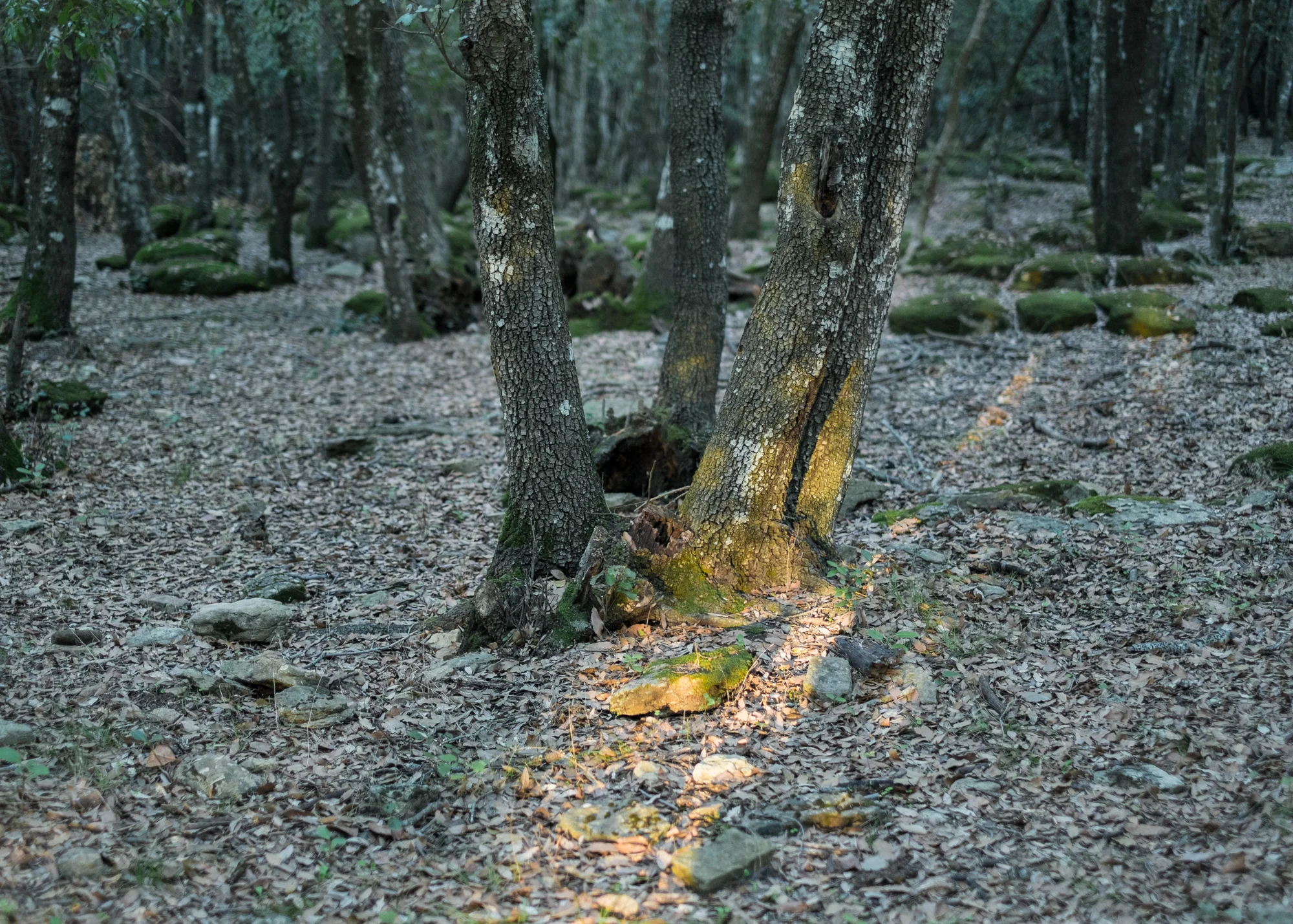 Corre Pruna, area D, comune di Villaputzu, poligono a terra.