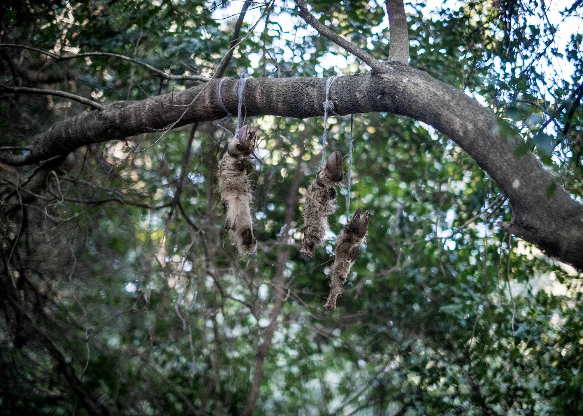 Zampe di Capra appese negli alberi dell’ area D, Corre Pruna, comune di Perdasdefogu, poligono a terra.