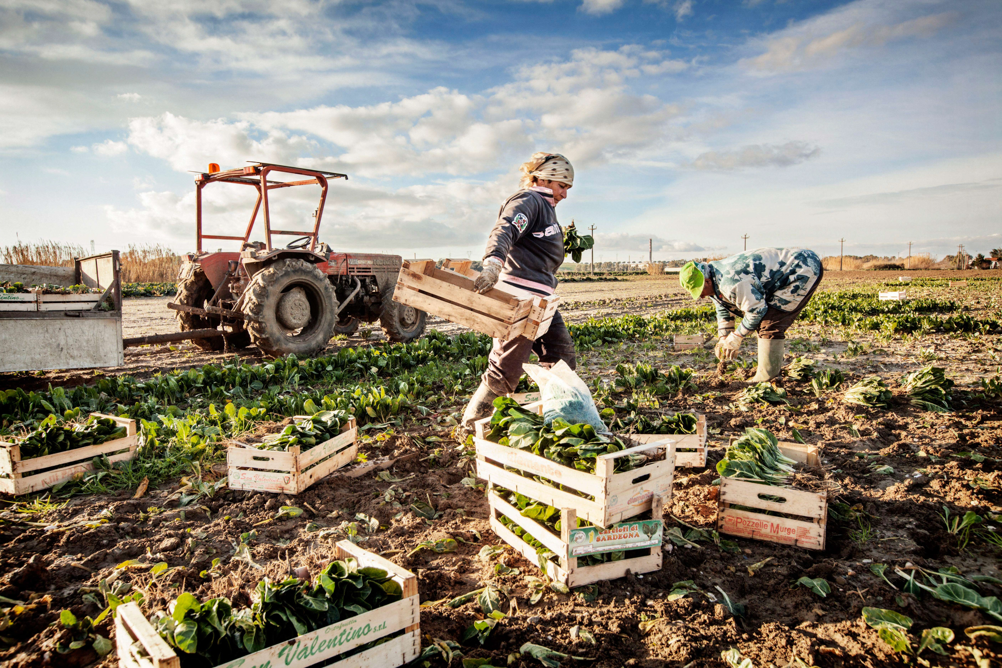  Agricoltori della valle galeria raccolgono bieta che verrà venduta nei mercati 