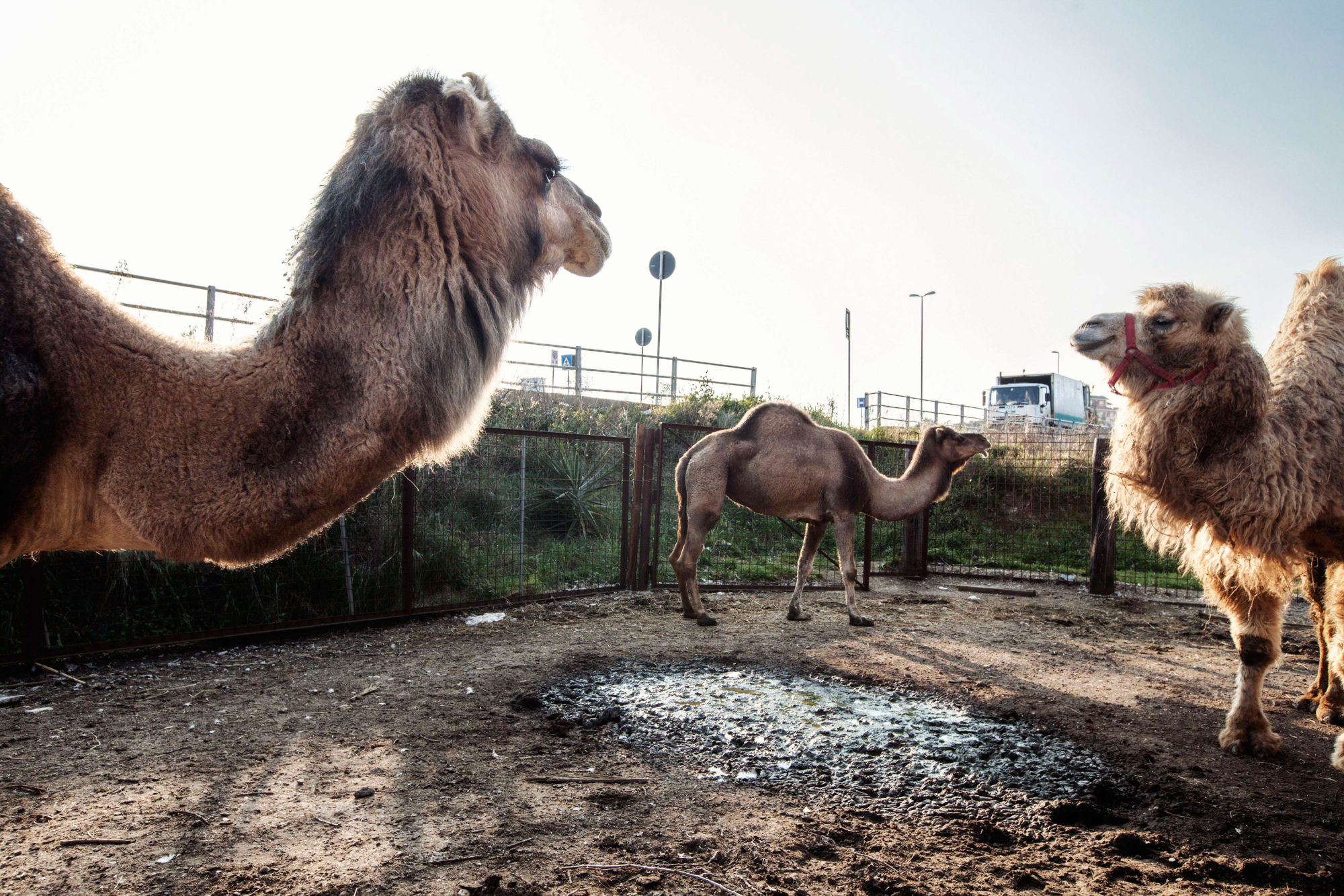  Zoo adiacente alla strada che porta alla discarica di Malagrotta 