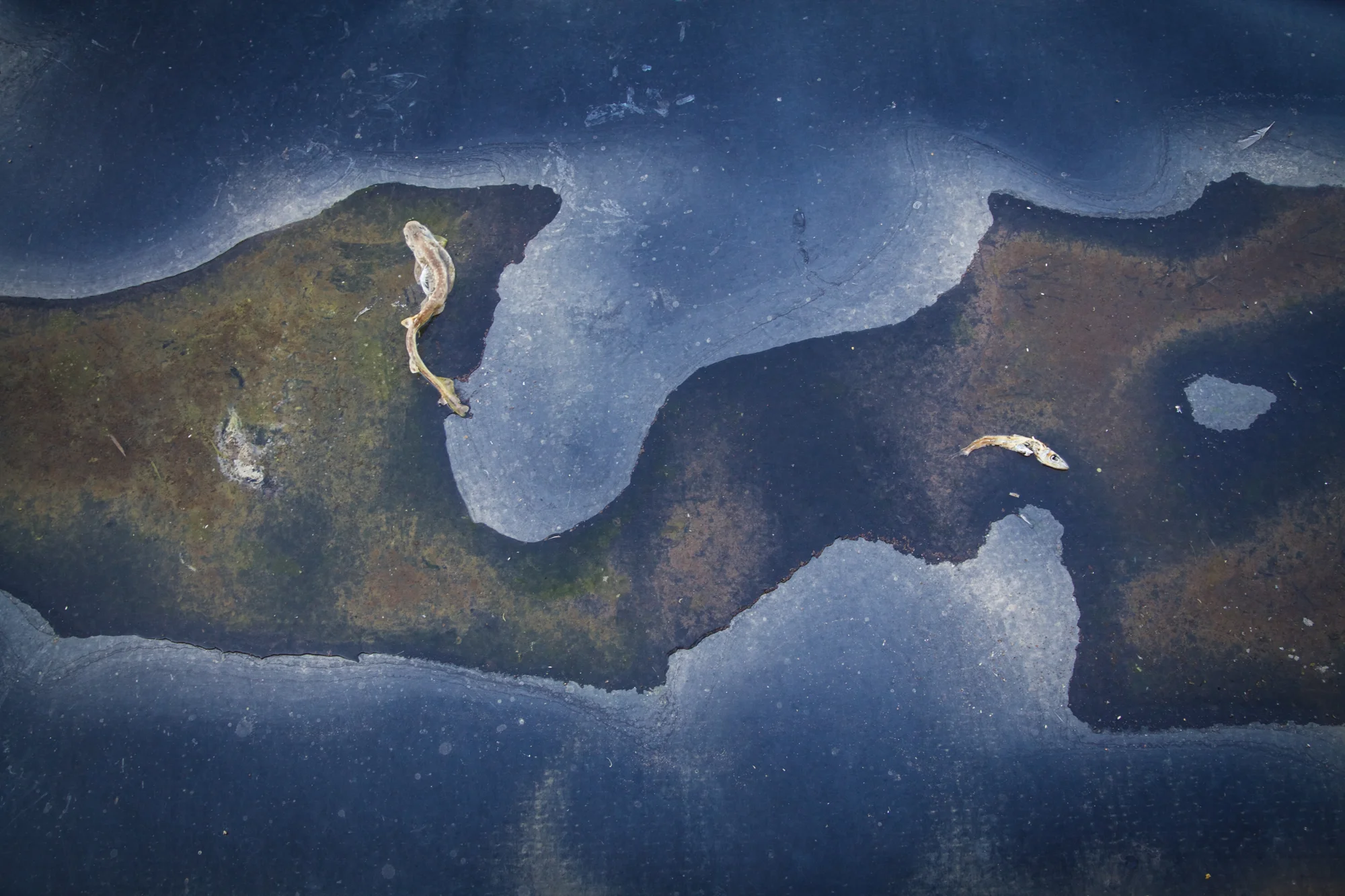 Pesci morti su telo HDPE del lato est della fabbrica, S.I.To.Co. Orbetello (Grosseto), 2015. Le aree nord ed est della ex-S.I.To.Co. sono state coperte su decisione del Ministero dell'Ambiente per far sì che la cenere di pirite non contaminasse la prima falda d’acqua che si trova a circa 6/7 metri dal piano campagna.