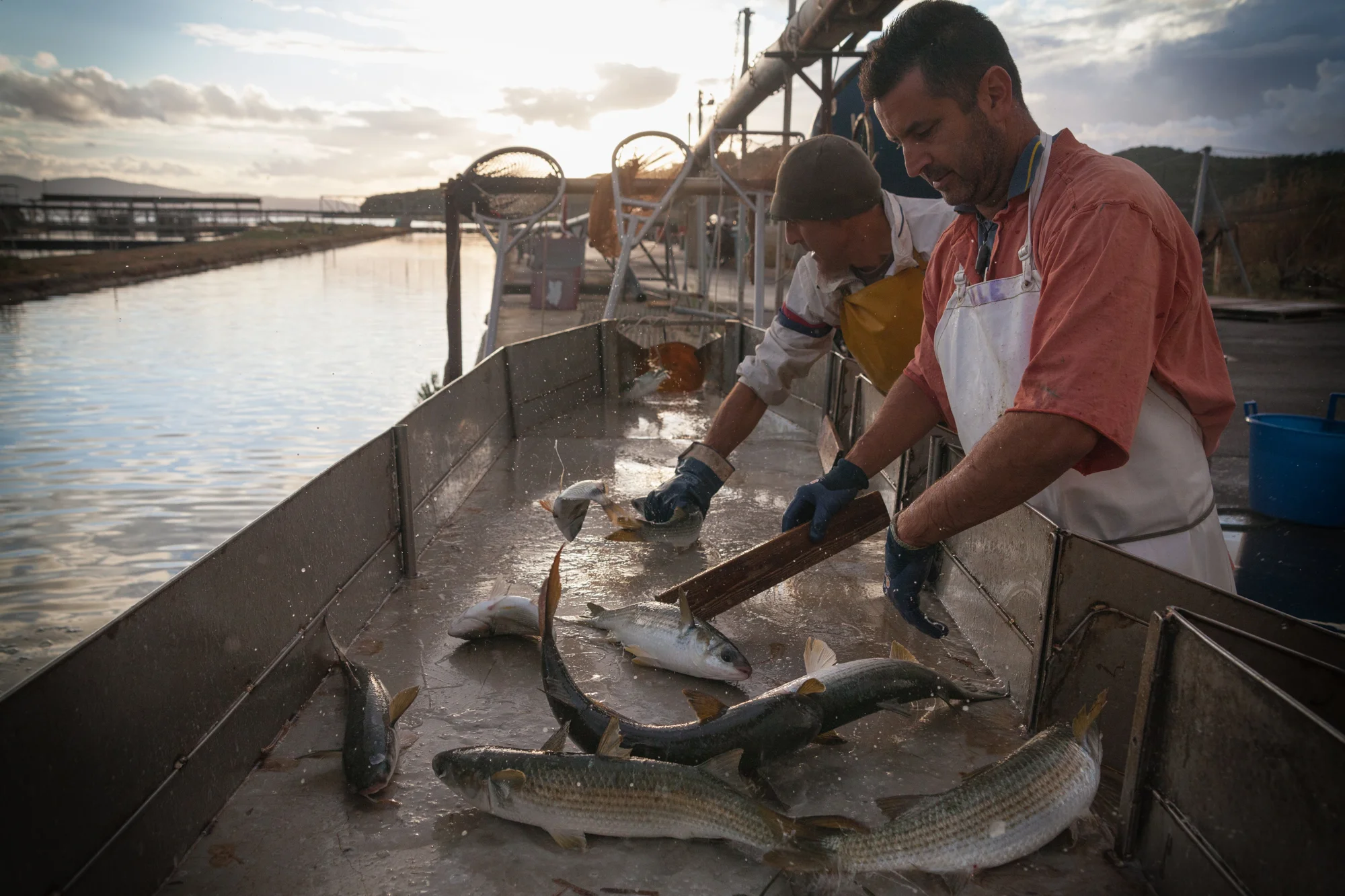 Selezione del pesce, Santa Liberata, Orbetello (Grosseto), 2015. Dopo la cattura, il pesce viene selezionato per genere e dimensione e i pesci sotto taglia , non ancora adatti alla commercializzazione, vengono liberati in laguna. I pescatori vorrebbero che il S.I.N. venisse bonificato per migliorare la qualità del loro pesce.