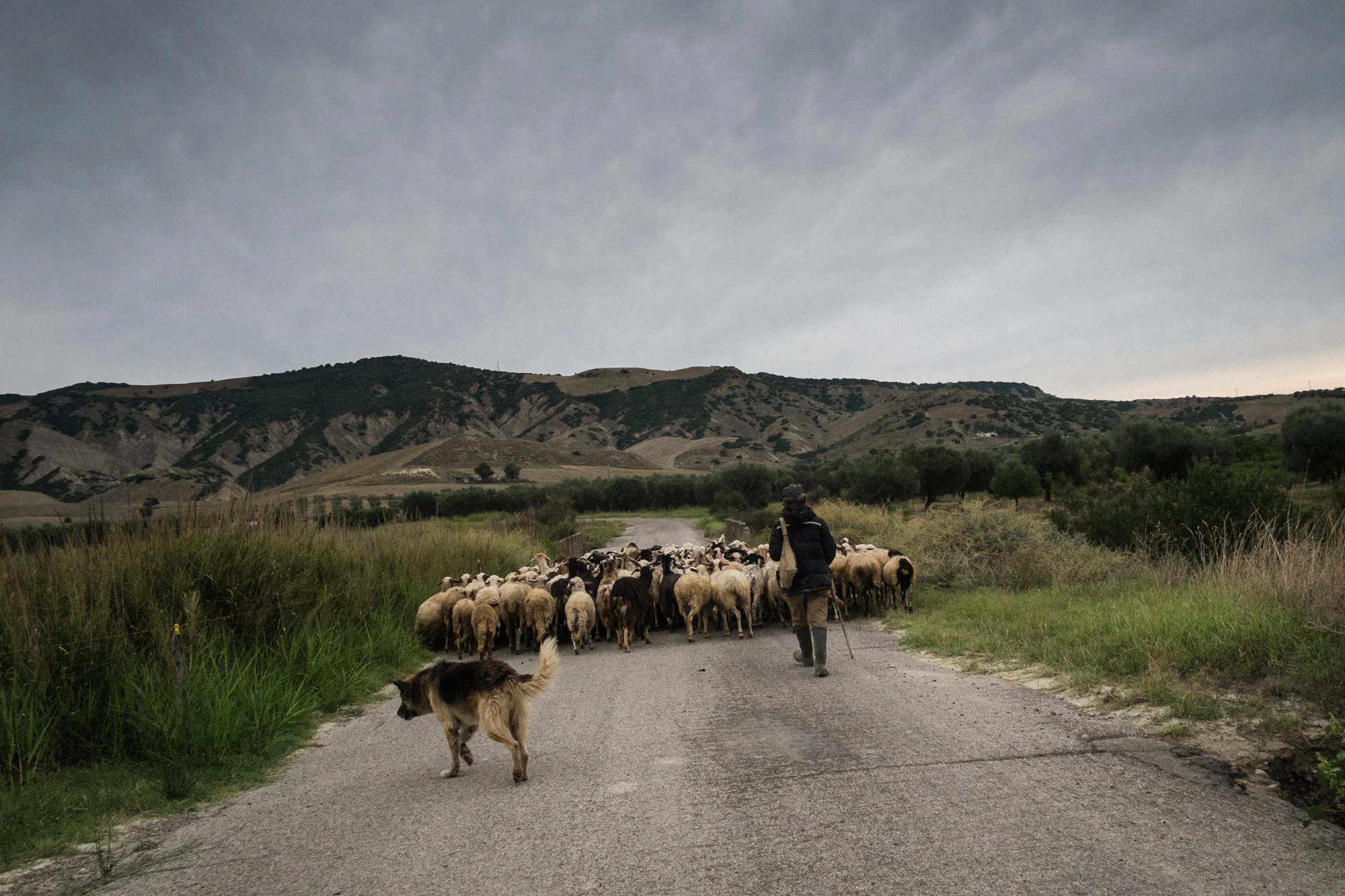 Gregge al pascolo sulla strada fra Pisticci Scalo e Pomarico (MT), 2015. Nei terreni di questa zona è stata rilevata un’alta contaminazione nelle falde e nelle acque sotterranee: eccessi pericolosi di metalli pesanti, IPA, solventi clorurati e composti aromatici come ferro, manganese, benzene, triclorometano, 1,2-dicloroetano e cloruro di vinile. Nel gennaio 2015 il sindaco di Pomarico (MT) ha emesso un’ordinanza che vieta “l’attingimento delle acque sotterranee e di falda sia per scopi irrigui, che per dissetare mandrie e greggi o per qualunque altro scopo”. 