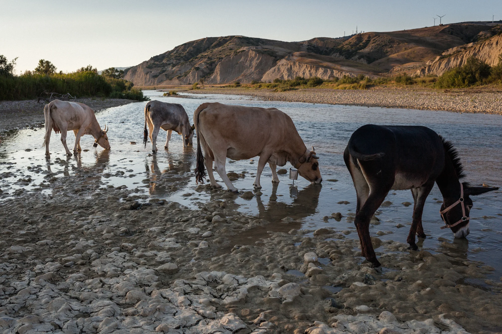 Mucche podoliche si abbeverano lungo il fiume Basento, in zona Ferrandina (MT), 2015. Nel 2013, i sindaci di Pisticci e Ferrandina, sollecitati dall’Asm (Dipartimento prevenzione collettiva della salute umana), hanno emesso con ordinanza che vieta “l’attingimento delle acque sotterranee e di falda e l’utilizzo delle stesse, per qualunque scopo, da parte d’insediamenti umani, produttivi e zootecnici presenti lungo la valle del Basento o in altre zone del territorio comunale”.