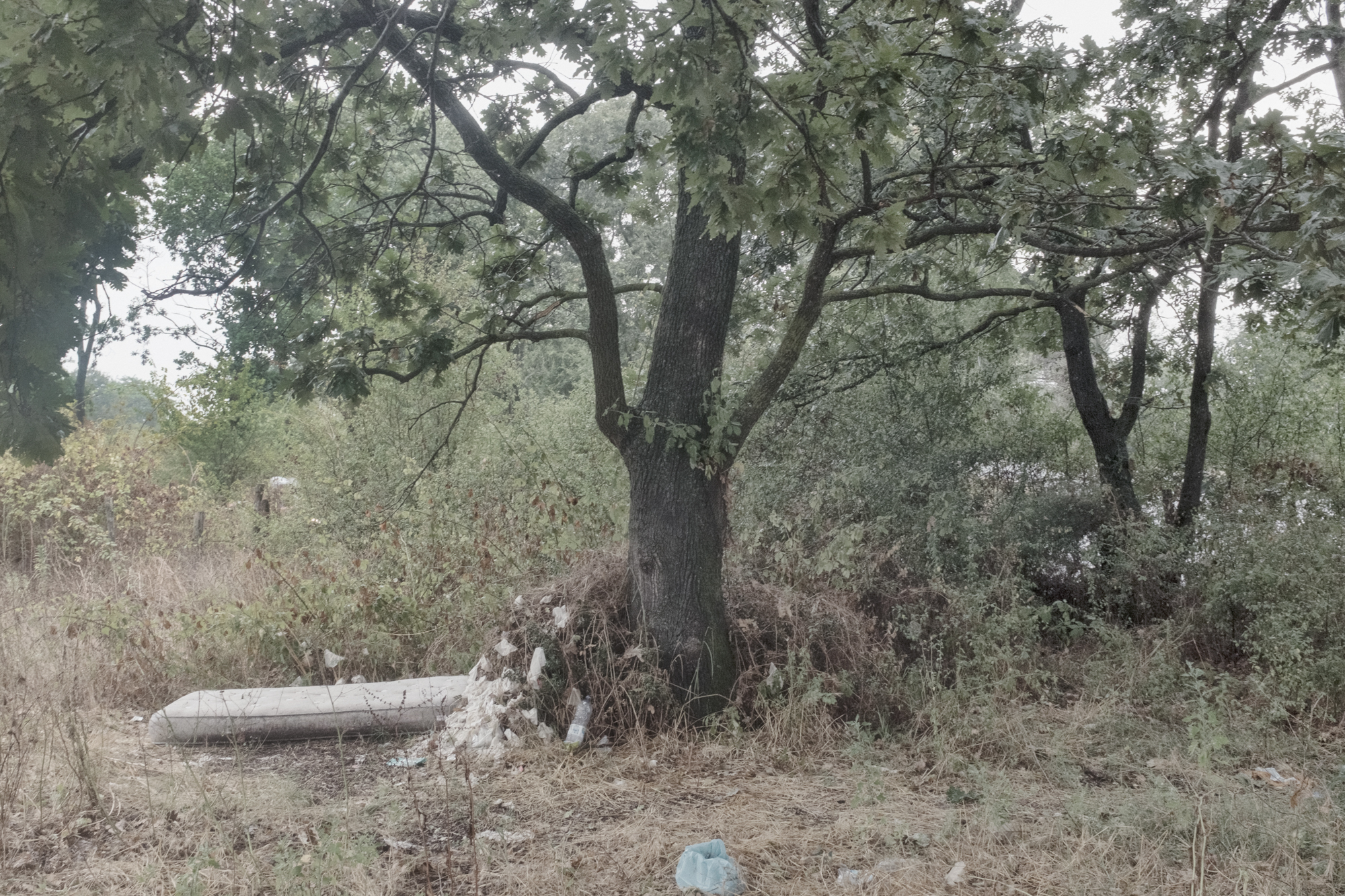  Bosco a poche centinaia di metri dalla discarica, Nettuno (RM), 2015 
