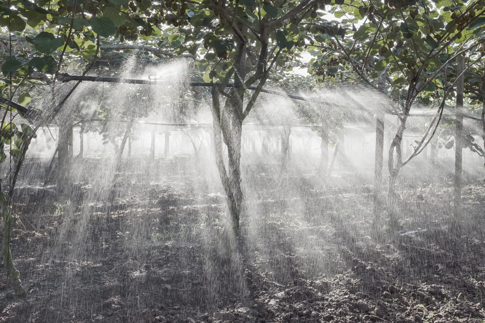  Coltivazione di kiwi durante l’irrigazione pomeridiana. Borgo Montello (LT), 2015.&nbsp;  L’Agro Pontino annovera tra le tante eccellenze la produzione di kiwi DOP. Alcune coltivazioni si trovano a meno di duecento metri dalla discarica, oltre il la