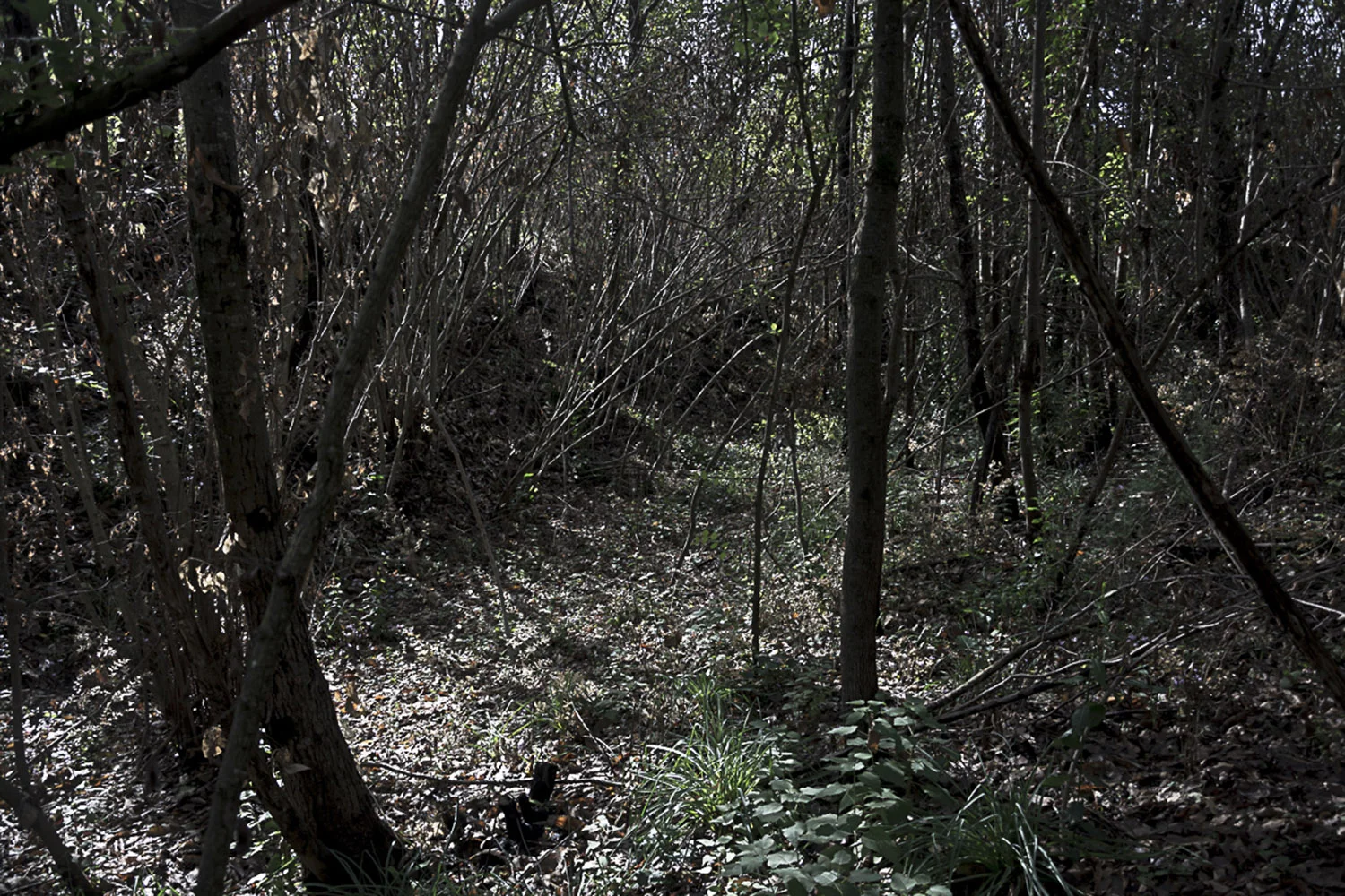 Pianura, Napoli, 2017. Sentiero nella Selva, sconosciuto polmone verde di Napoli, utilizzato per il trasporto di materiali legnosi ma erroneamente etichettato come sentiero per trasporto di rifiuti tossici e nocivi.
