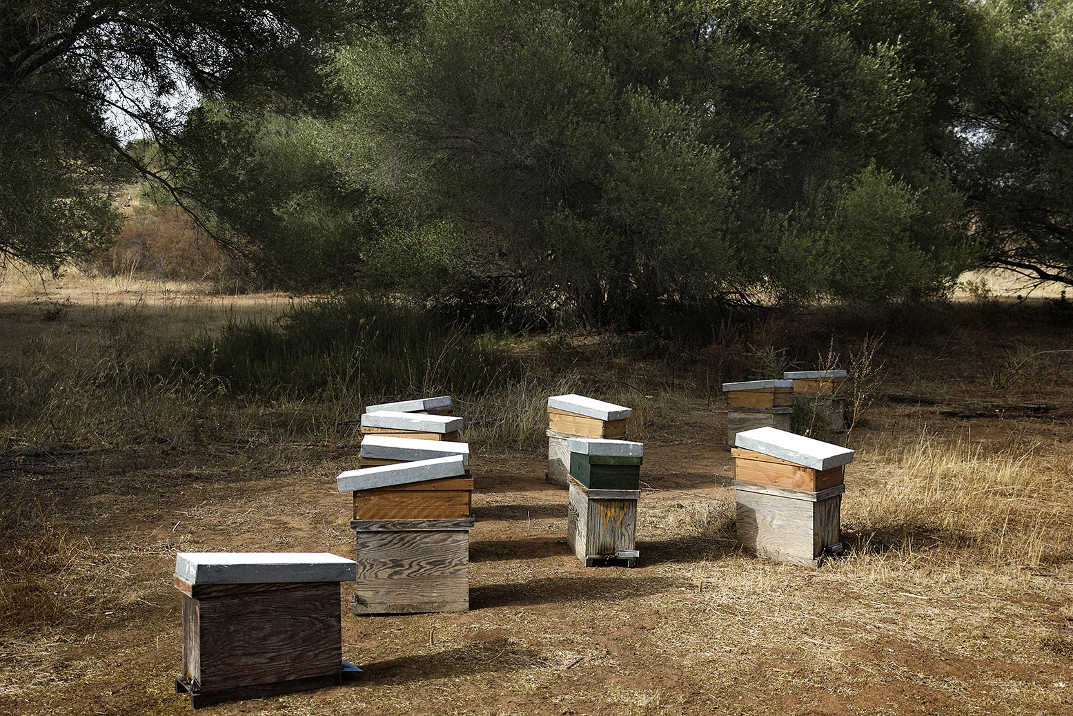 Niscemi (CL), Agosto 2017. Apiario di arnie posto all’interno della riserva naturale Sughereta di Niscemi. Numerosi studi scientifici hanno dimostrato le conseguenze di disturbo delle onde elettromagnetiche sull’attività delle api. © Chiara Faggionato